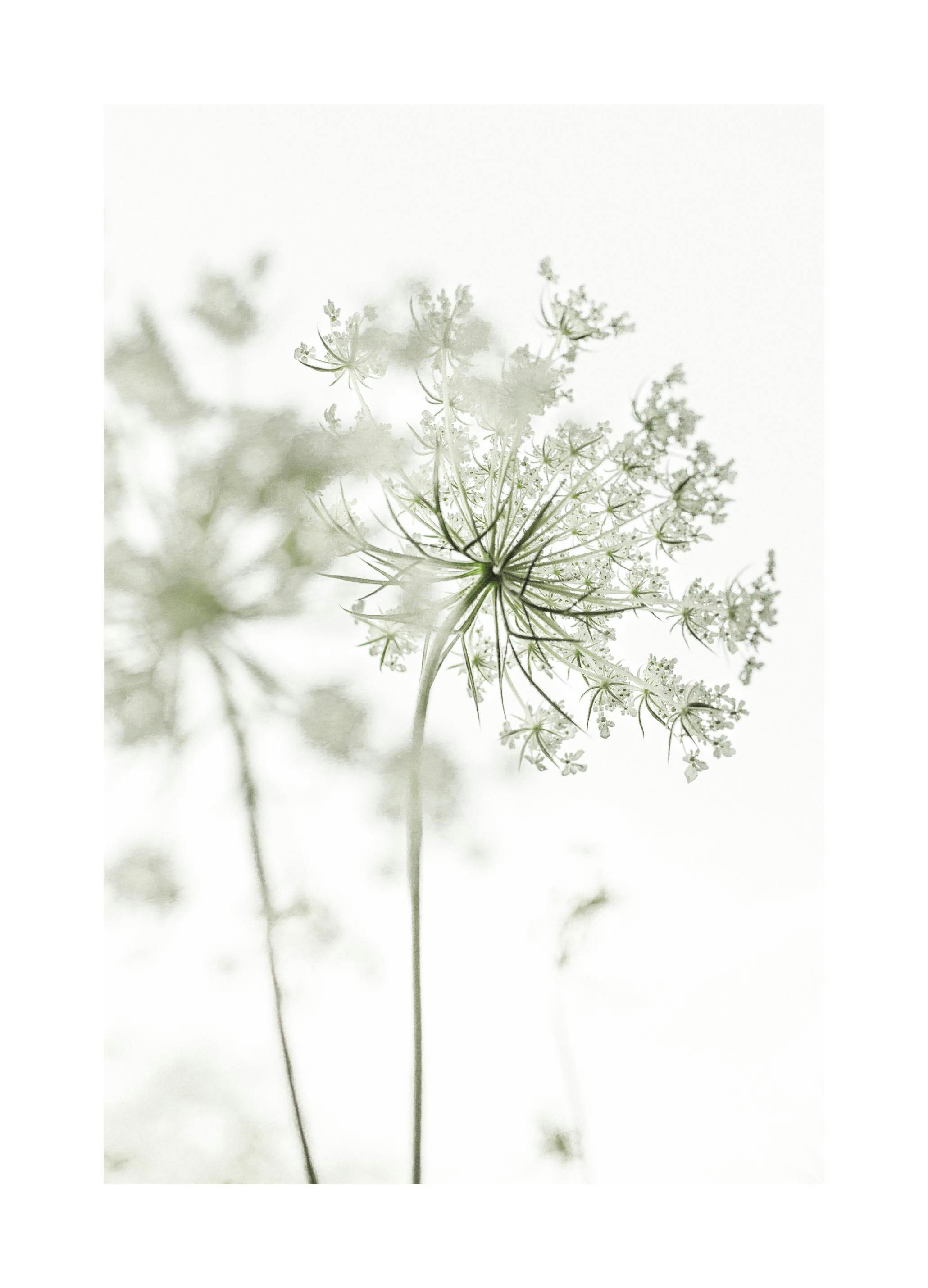 Witte bloemen poster (21x30 cm) - Poster Store
