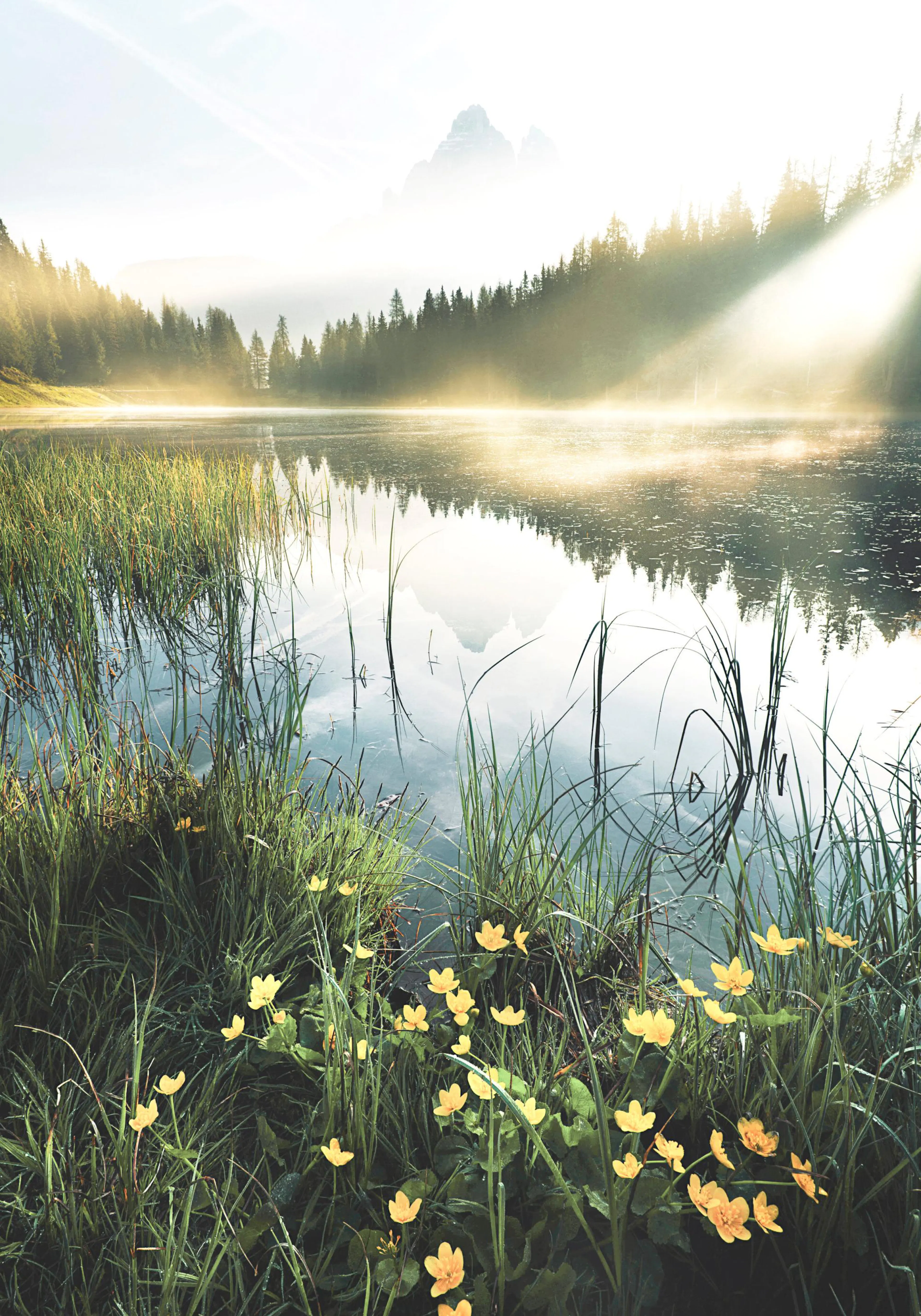 A poster of a misty lake surrounded by tall grass and yellow flowers, with sun rays piercing through forest trees.