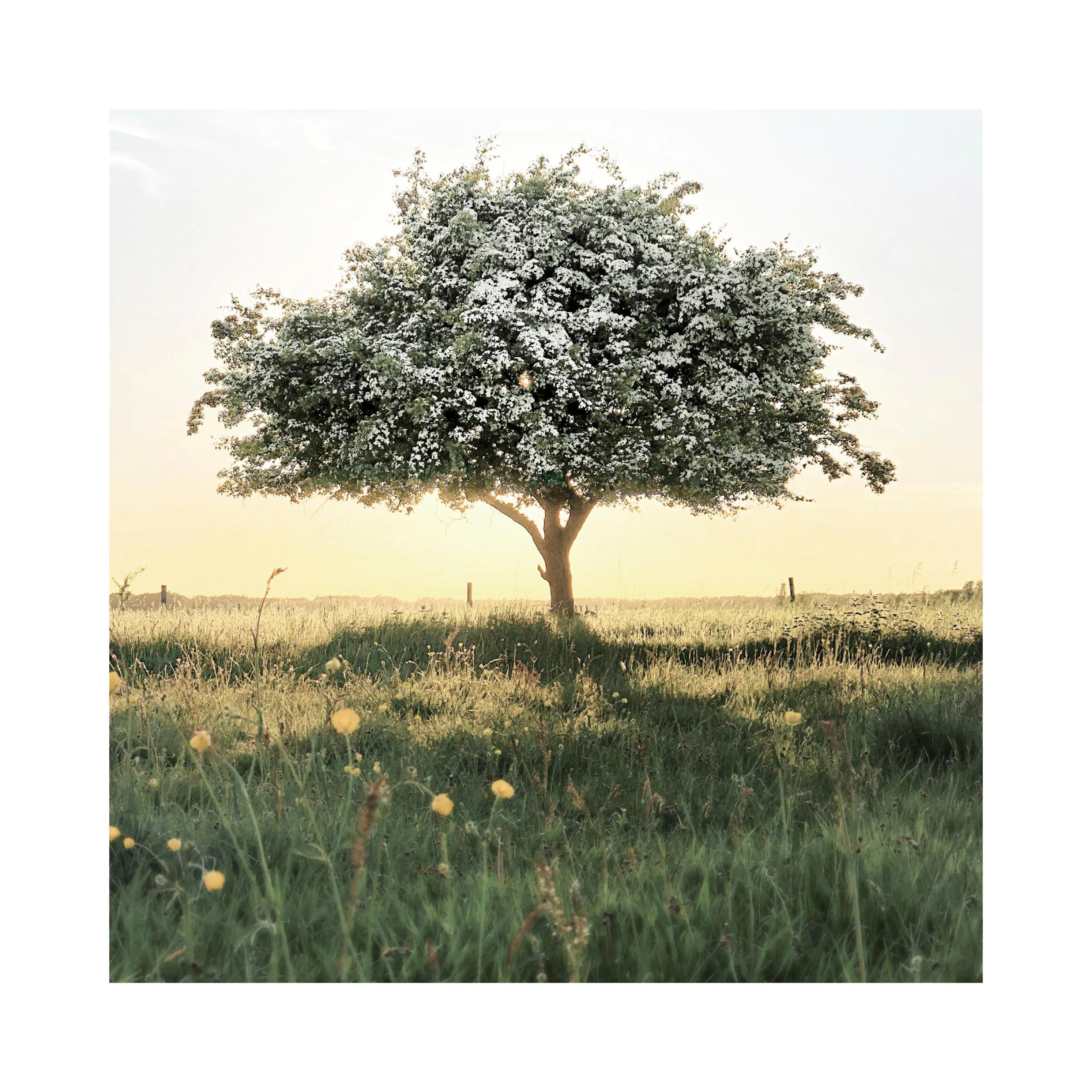 Poster dun arbre fleuri dans un champ vert avec des fleurs jaunes au lever du soleil.