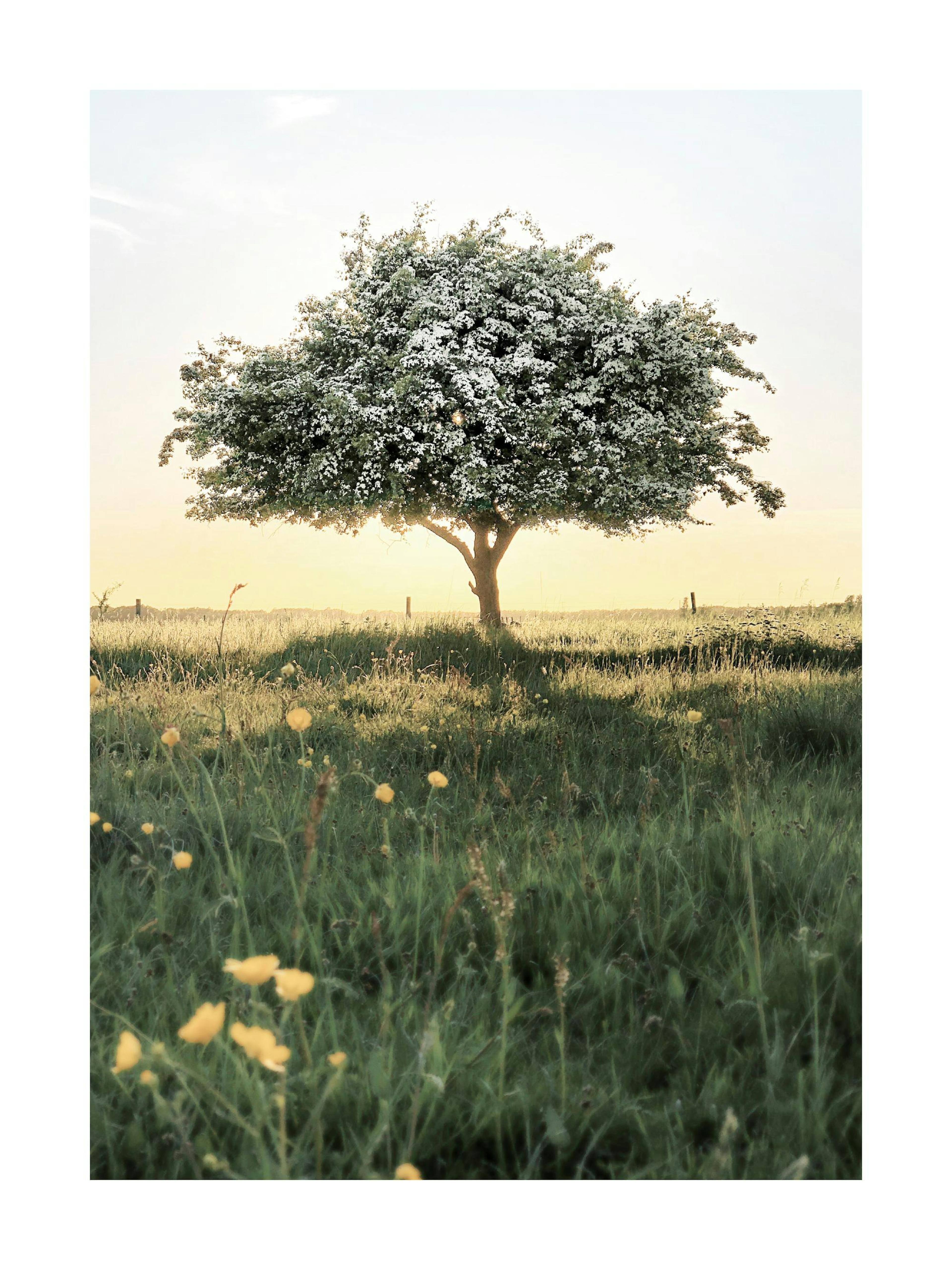 A poster featuring a blooming hawthorn tree in a field of green grass with yellow flowers, backlit by a soft sunset.