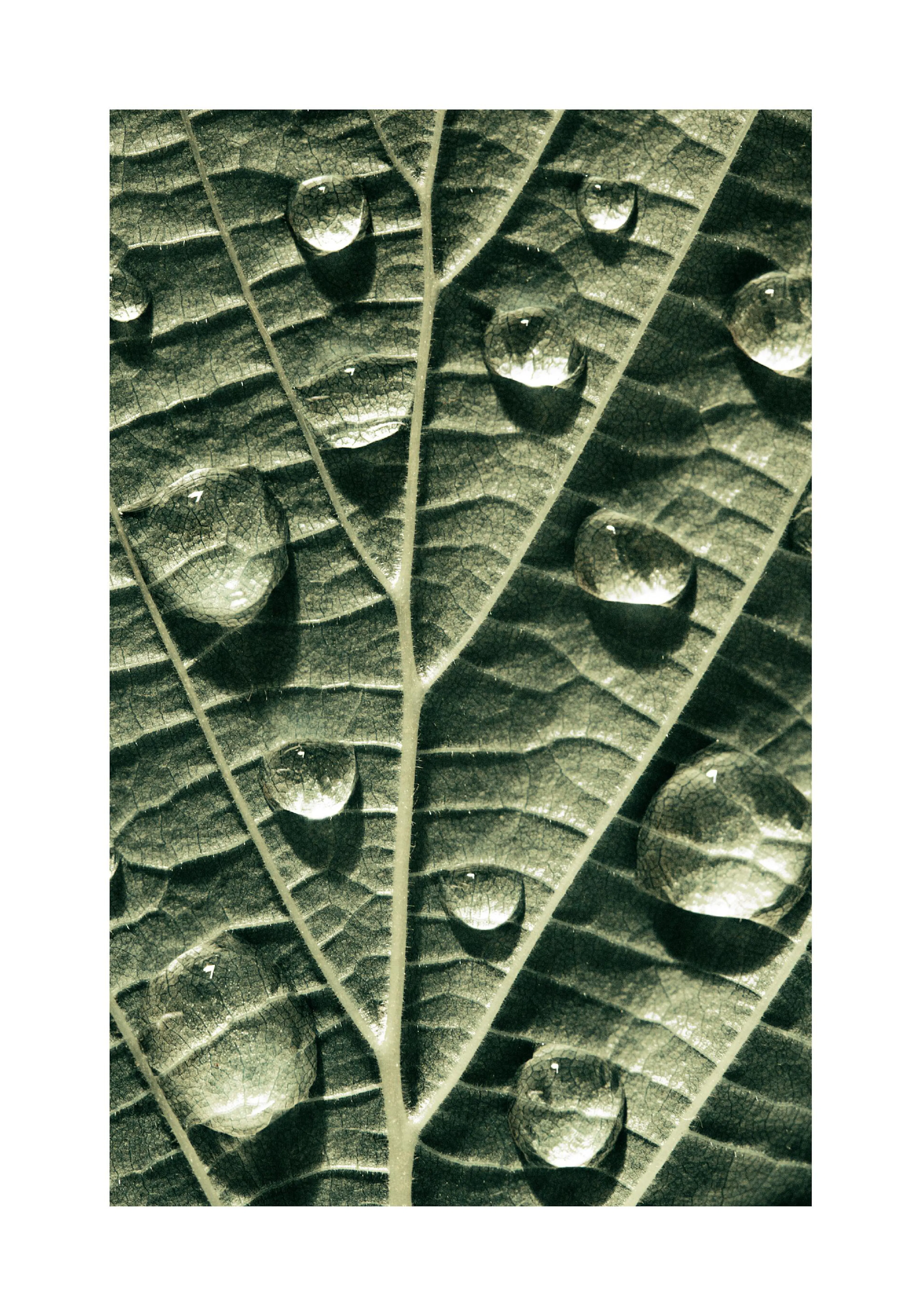 A poster featuring a close-up of a deep green leaf with several clear water droplets on its surface.