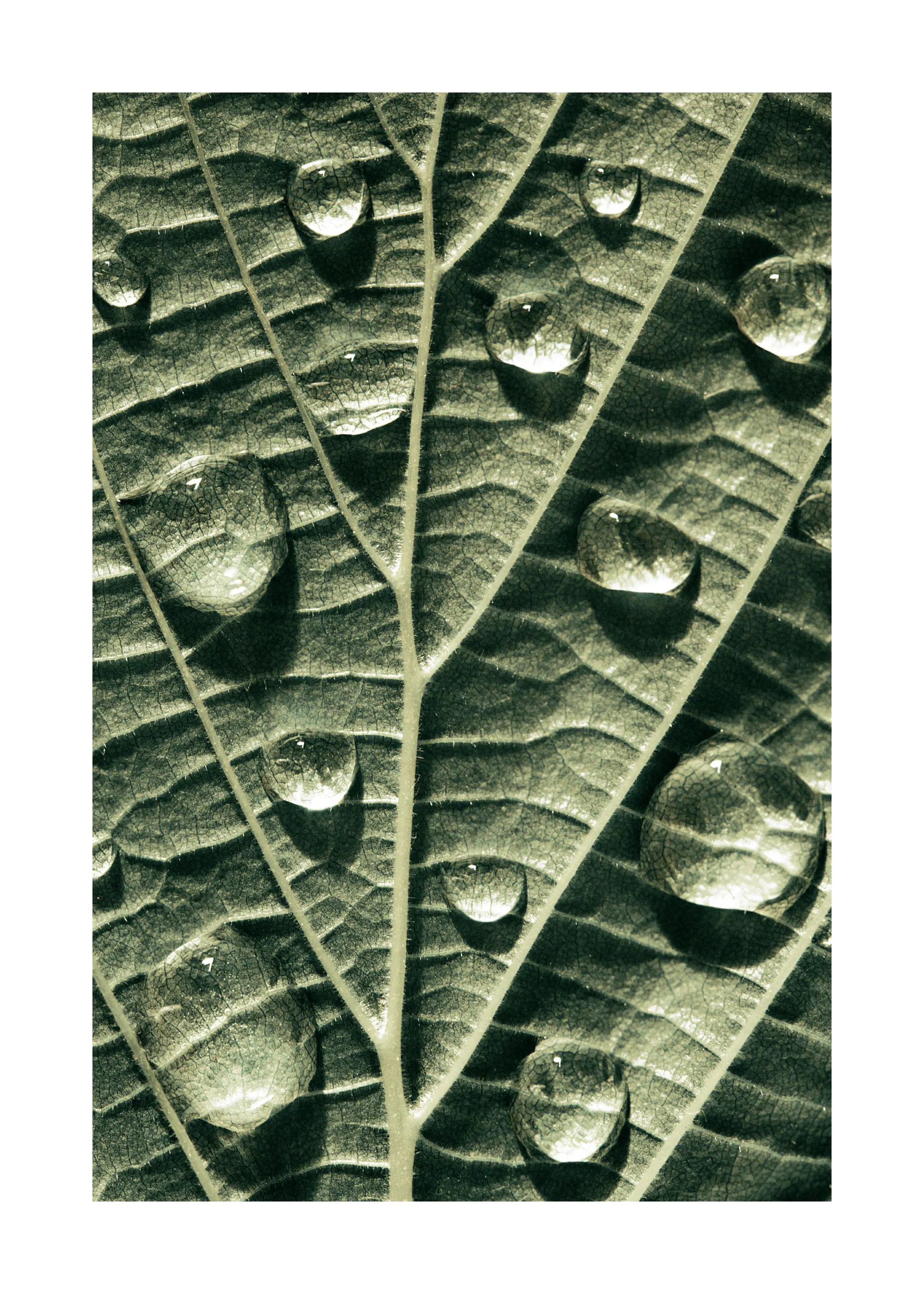 En poster som visar en närbild av ett grönt löv med glittrande vattendroppar på ytan.