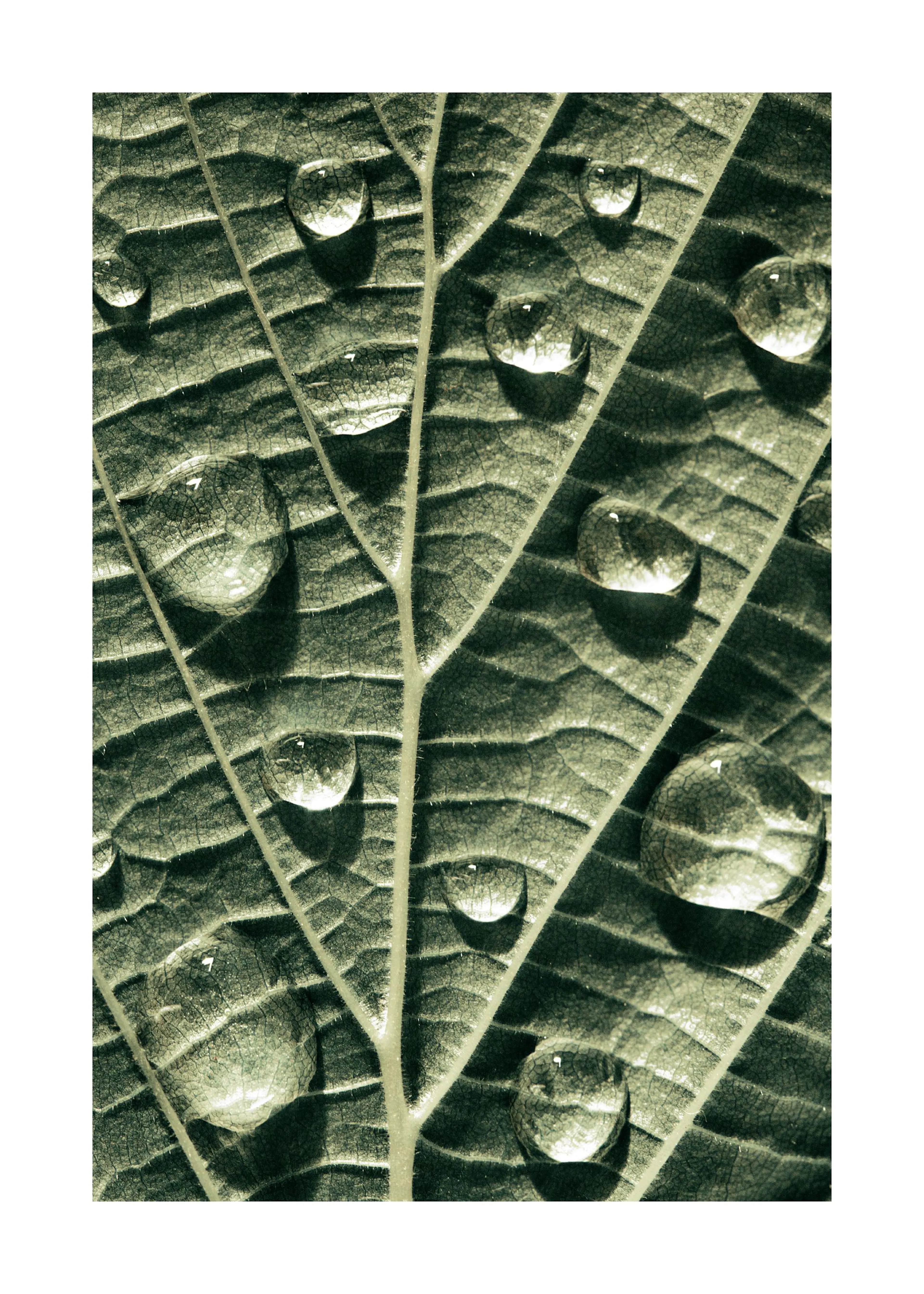 En poster som visar en närbild av ett grönt löv med glittrande vattendroppar på ytan.