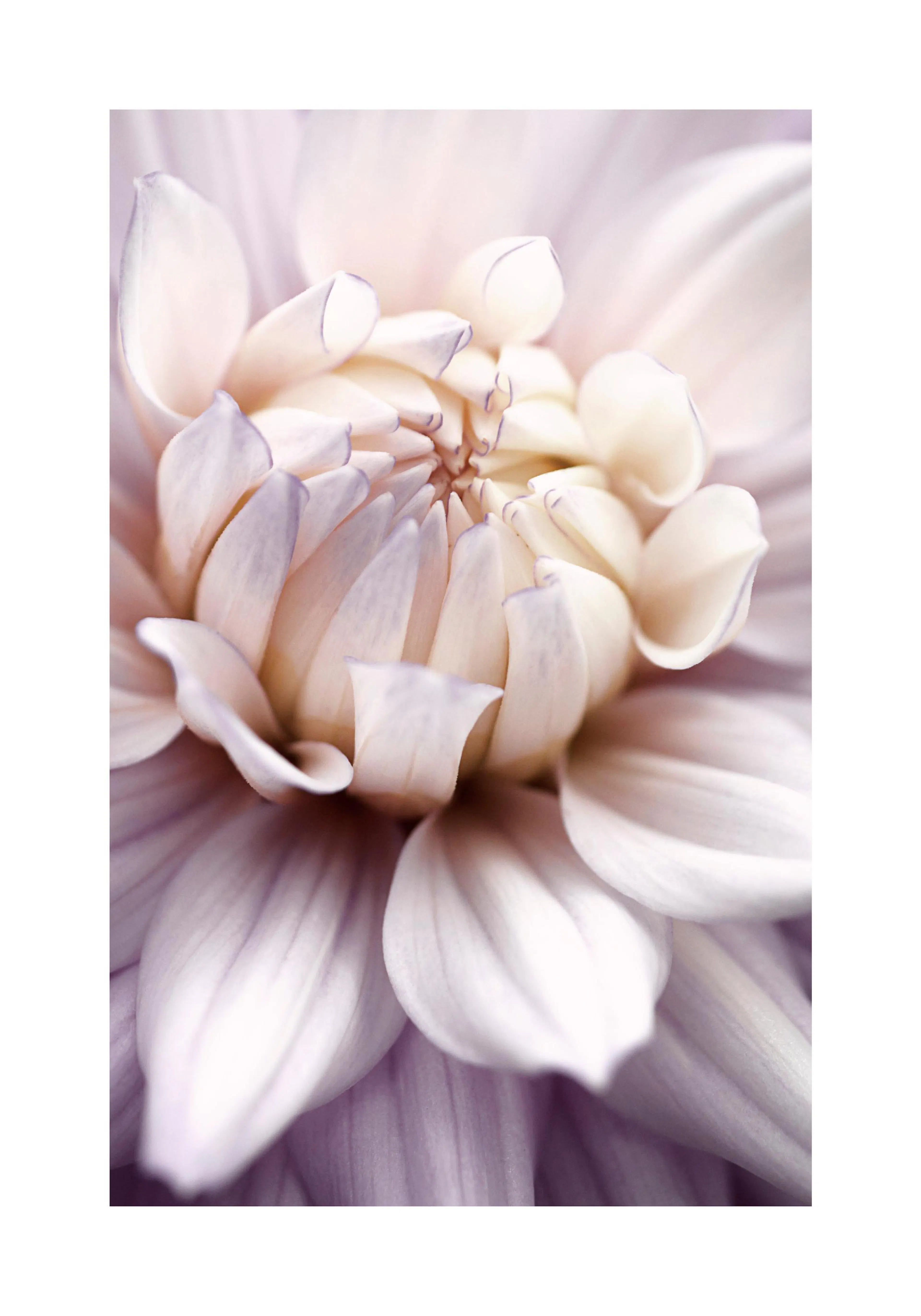 A poster featuring a close-up of a delicate dahlia flower with soft white and light purple petals.