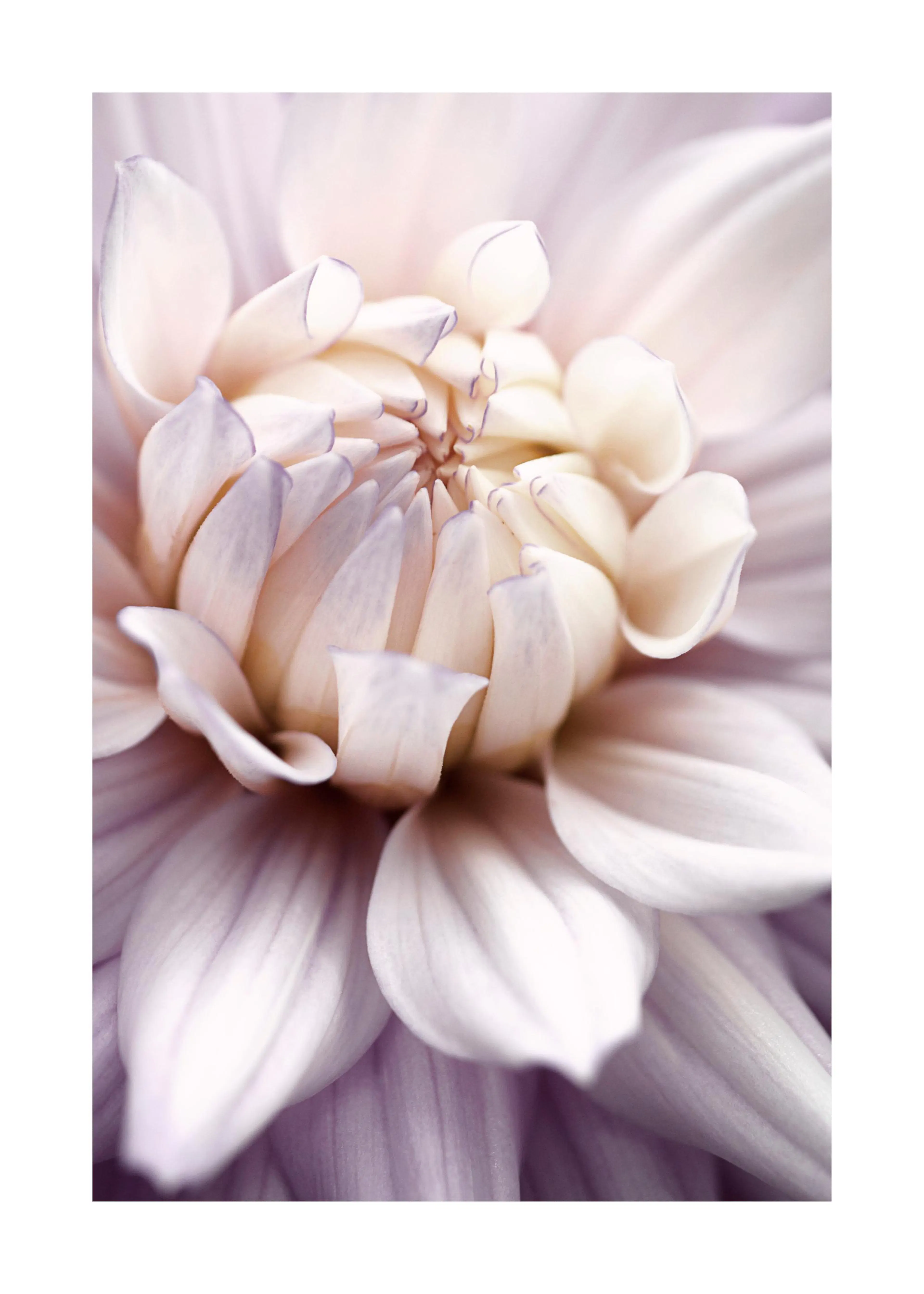 Detailní plakát s jemnými okvětními lístky růžové jiřiny a světle béžovým středem.