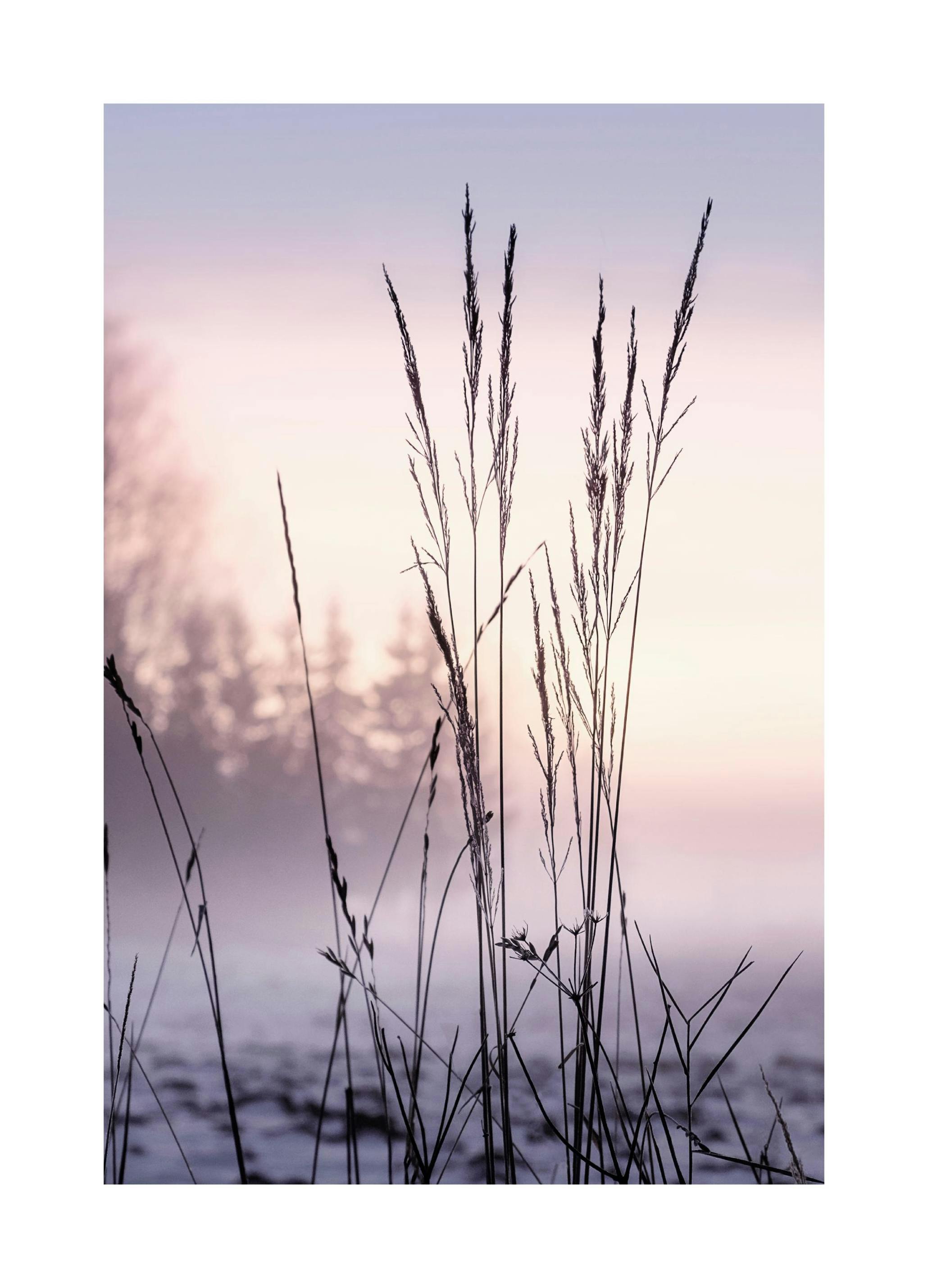 Grass in Sunset Poster (21x30 cm) - Poster Store