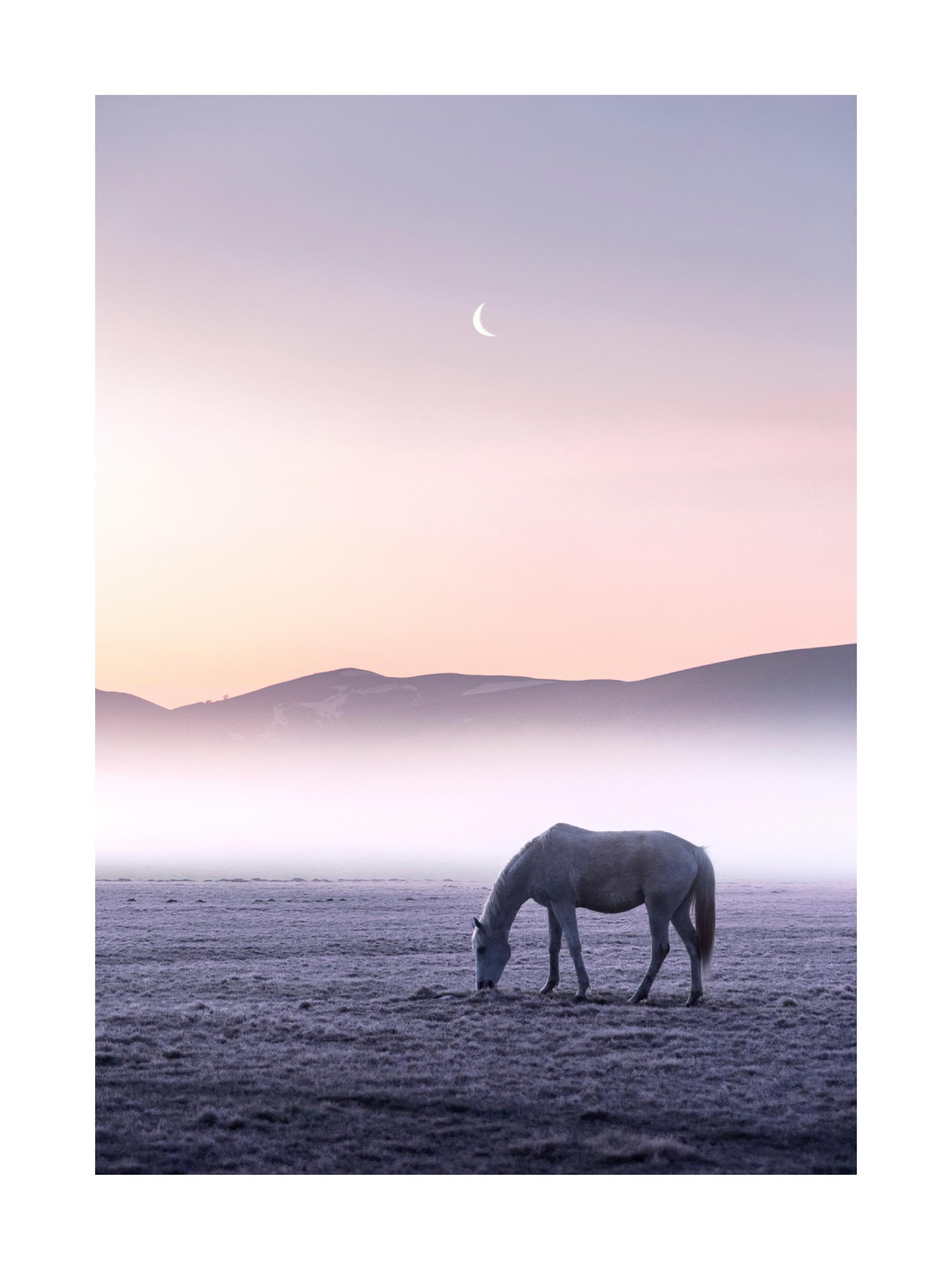 Horse in Moonlight Poster with Moonlit Serenity | Poster Store US