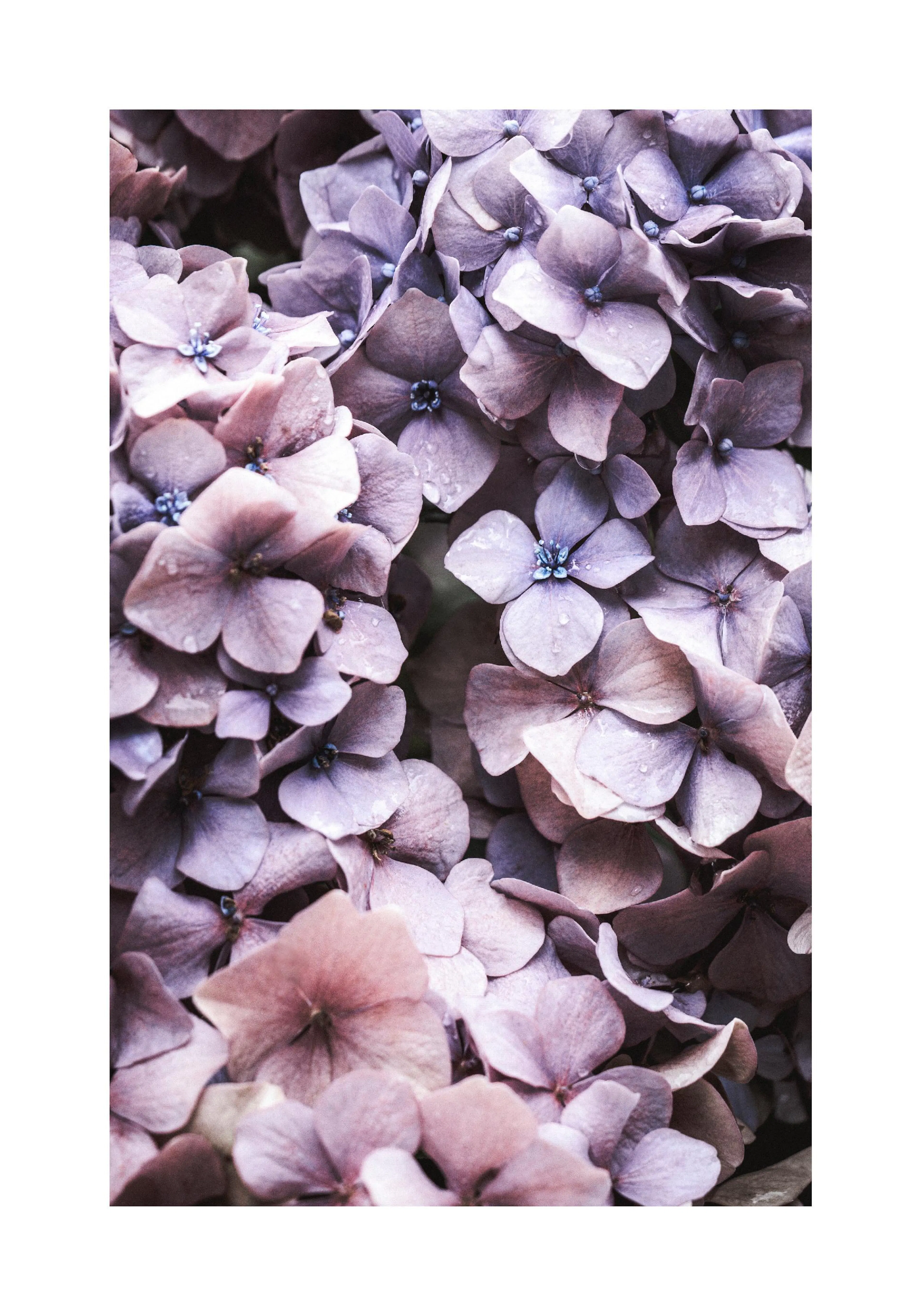 A poster featuring a close-up of light purple hydrangea petals with water droplets.
