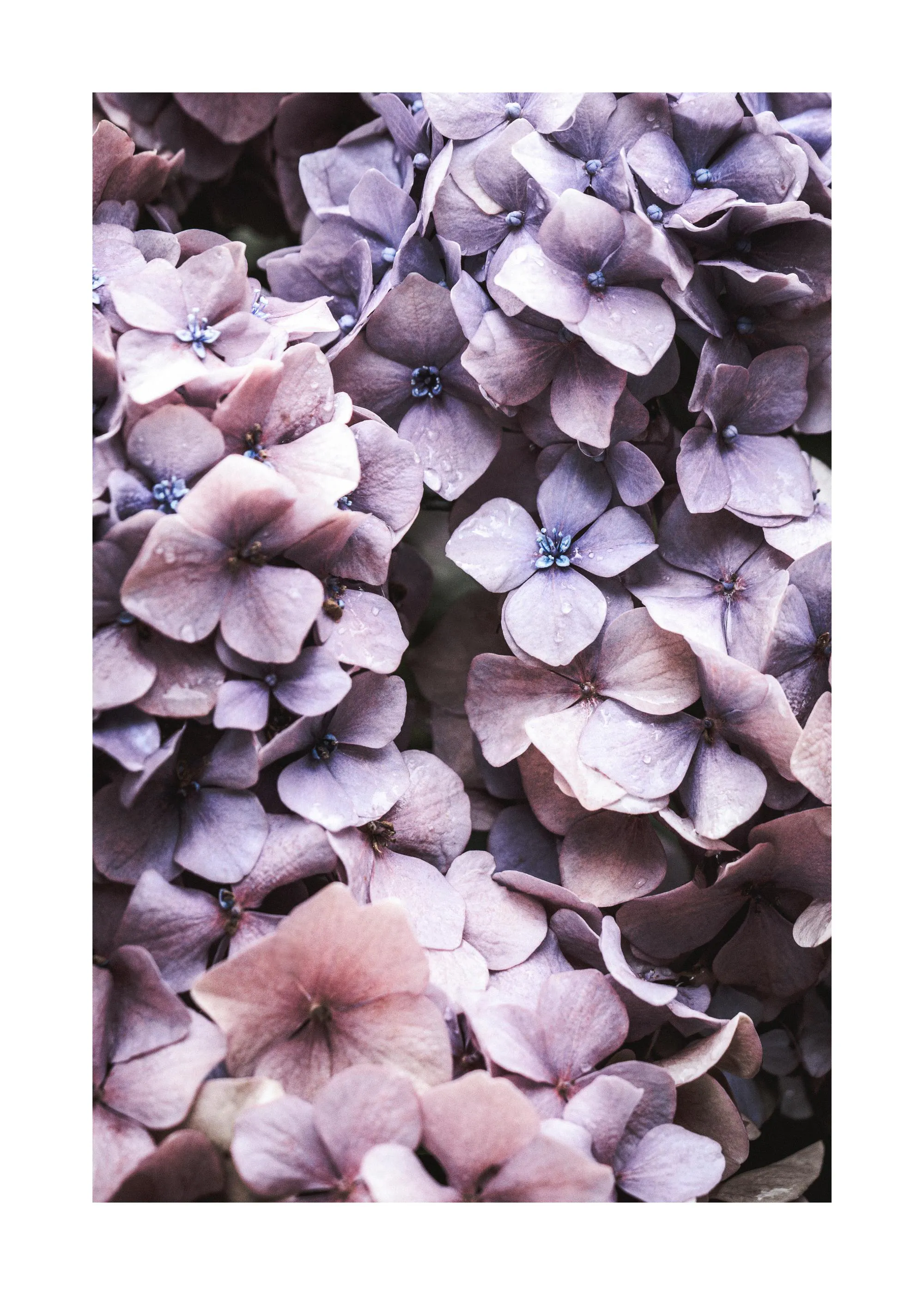 A poster featuring a close-up of light purple hydrangea flowers with small water droplets.