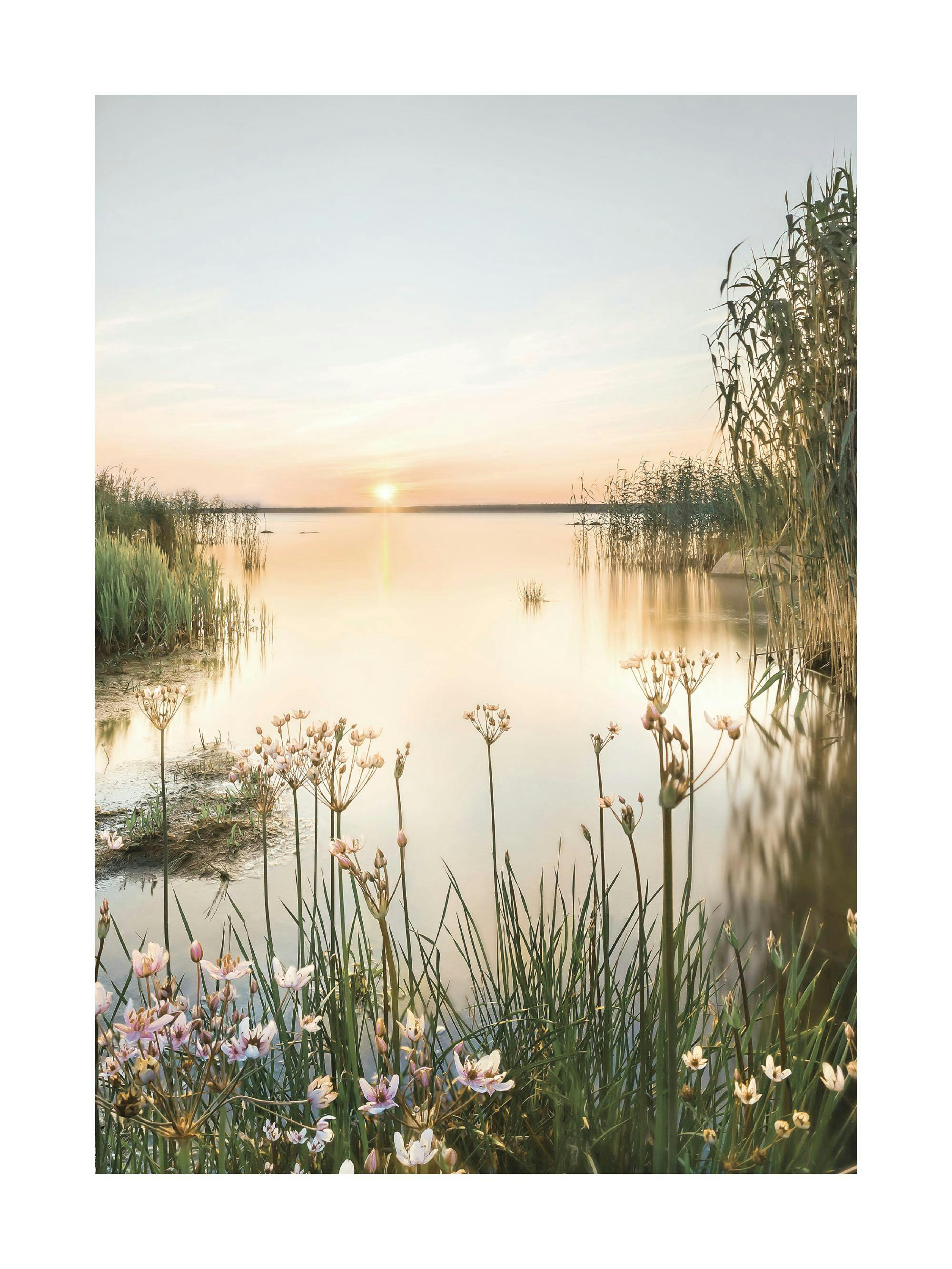 Poster dun coucher de soleil sur un lac avec des roseaux et des fleurs roses et blanches au premier plan.