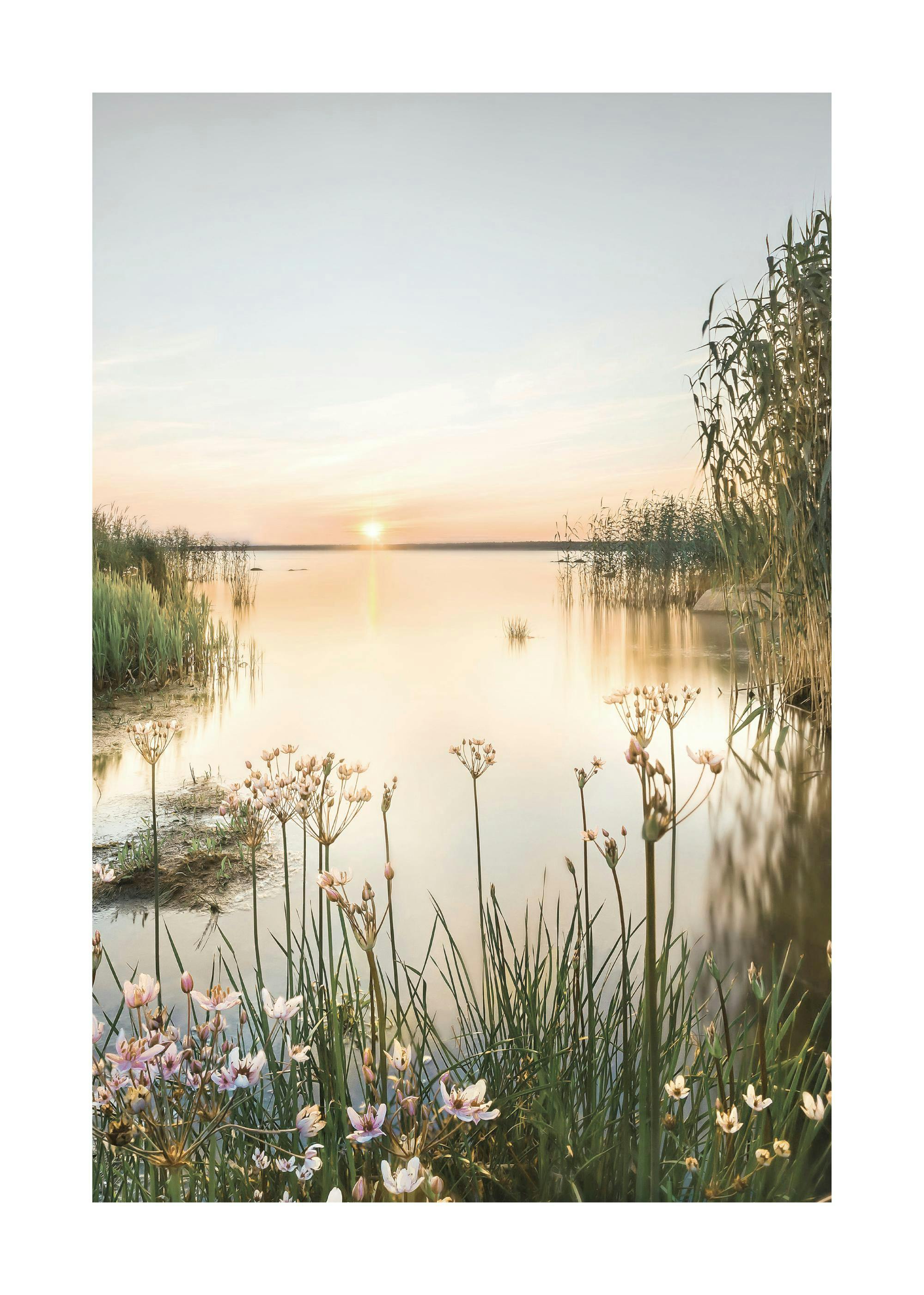 En poster av en lugn sjö med vass och blommor i förgrunden vid solnedgången.