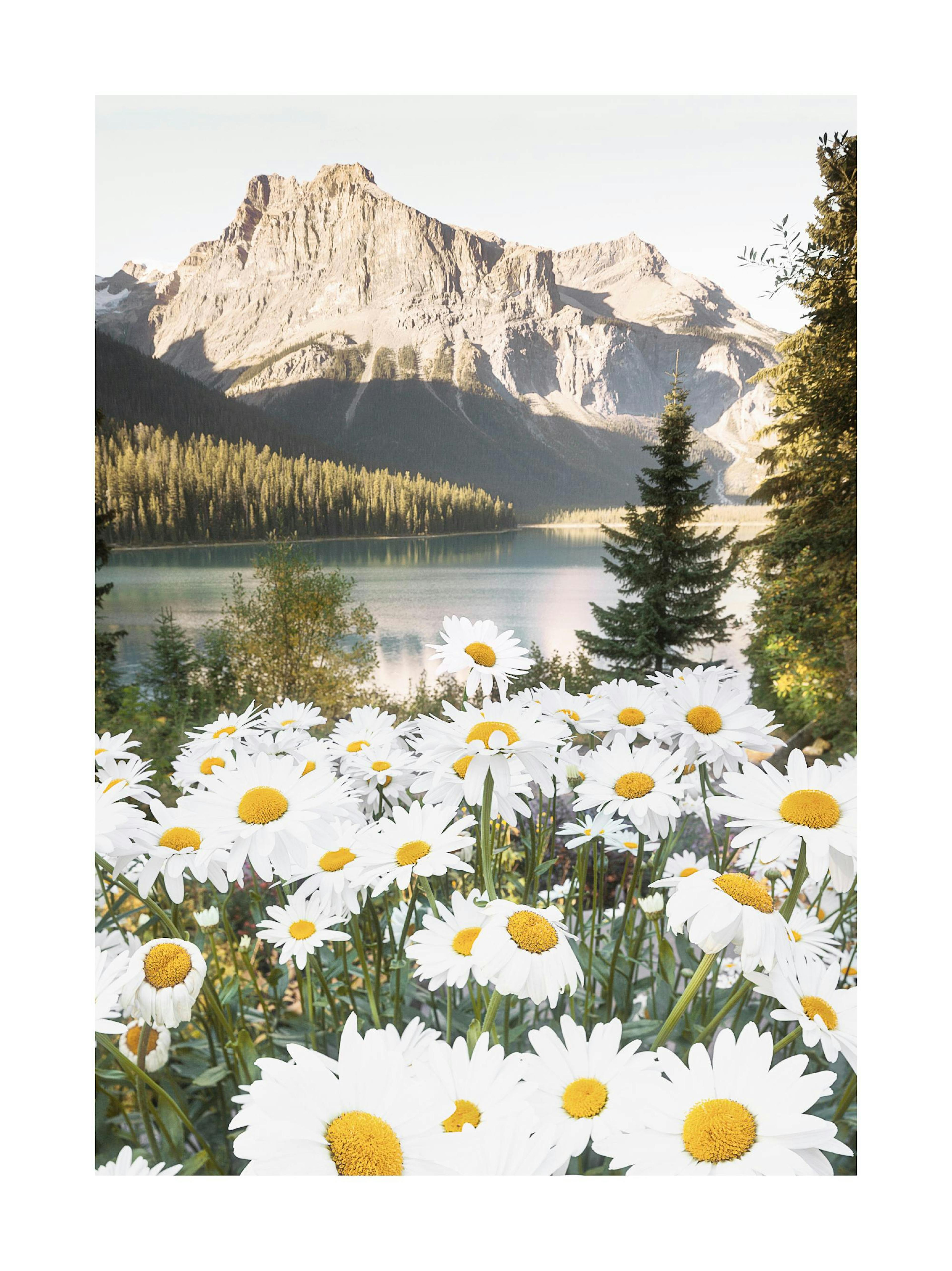 En poster som visar en sjö och berg i bakgrunden, med en äng av vita prästkragar i förgrunden.