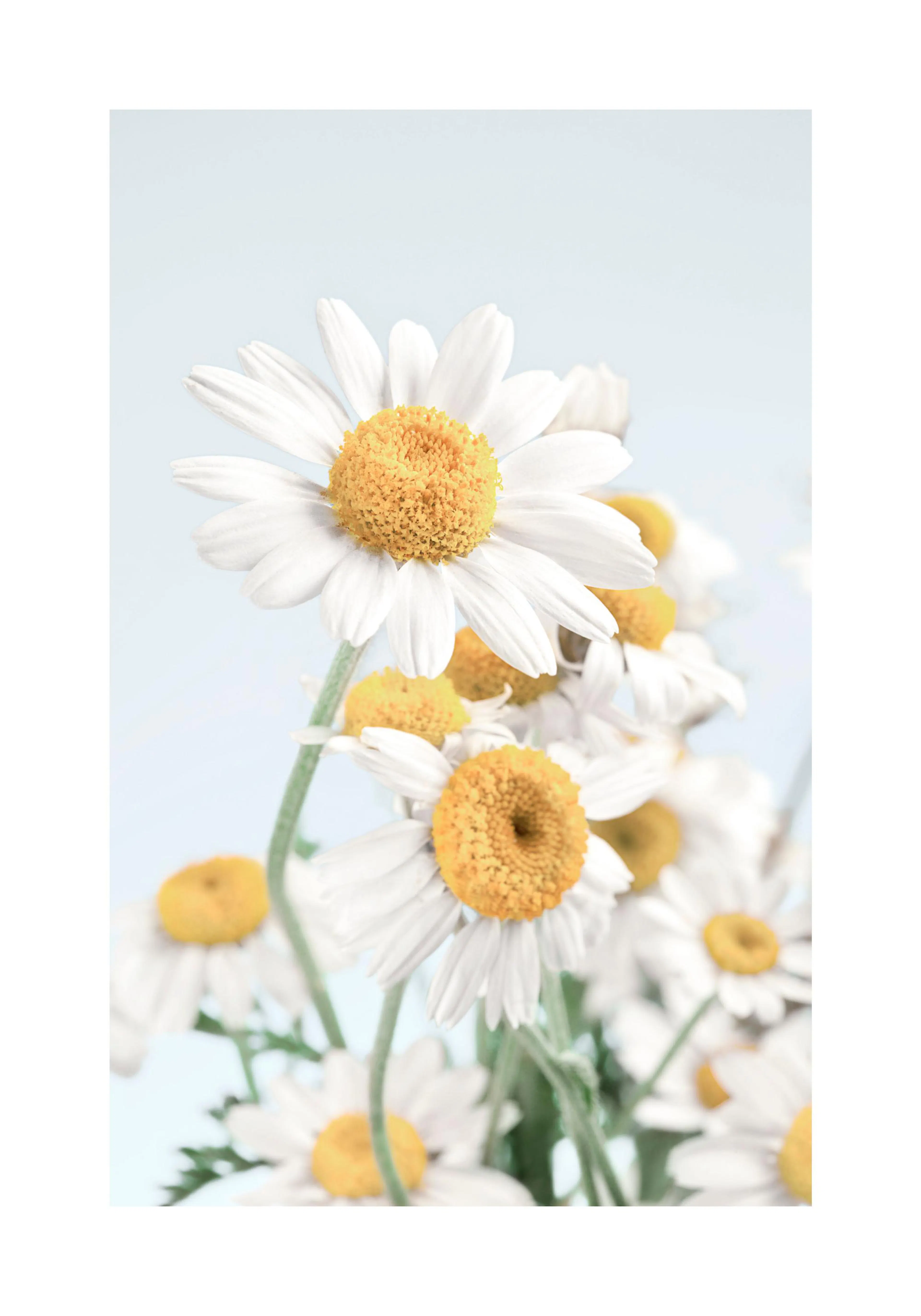 A poster featuring a close-up of white daisies with yellow centers on a light blue background.