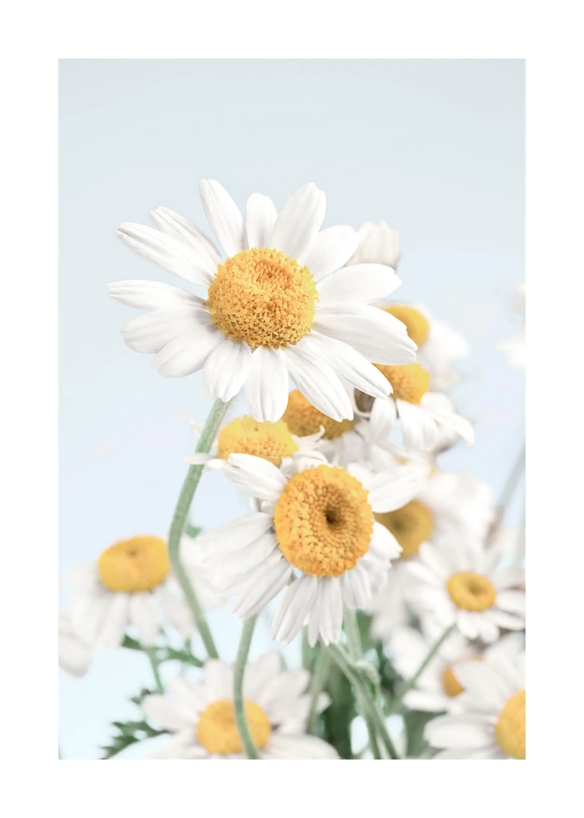 Poster mit Nahaufnahme eines Straußes weißer Gänseblümchen mit gelben Blütenköpfen vor hellblauem Hintergrund.