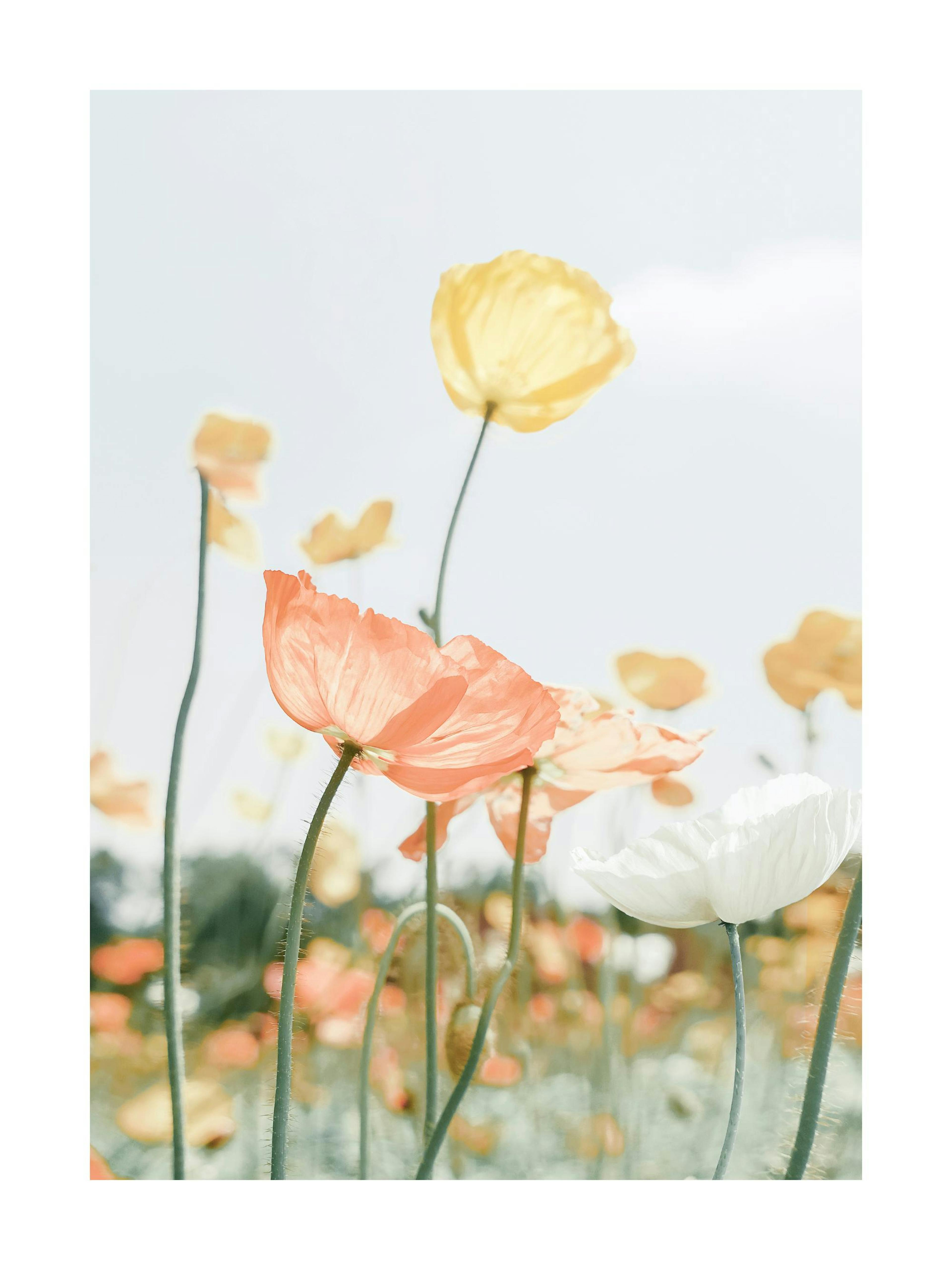 Póster de amapolas de color melocotón, amarillo y blanco, con tallos largos y esbeltos sobre un fondo claro y suave.