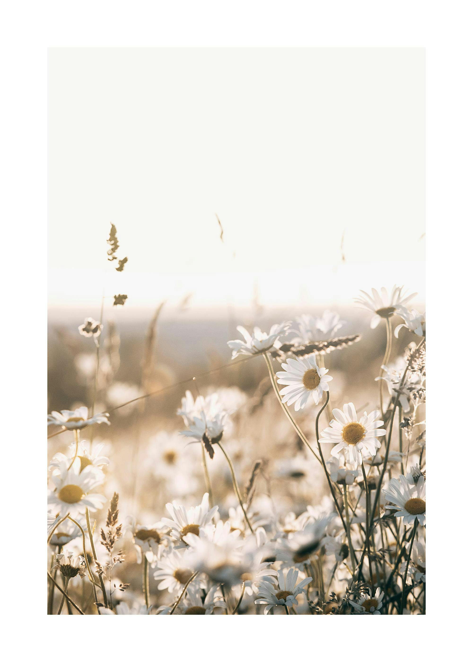 A poster featuring a field of white daisies with yellow centers, bathed in warm sunset light.