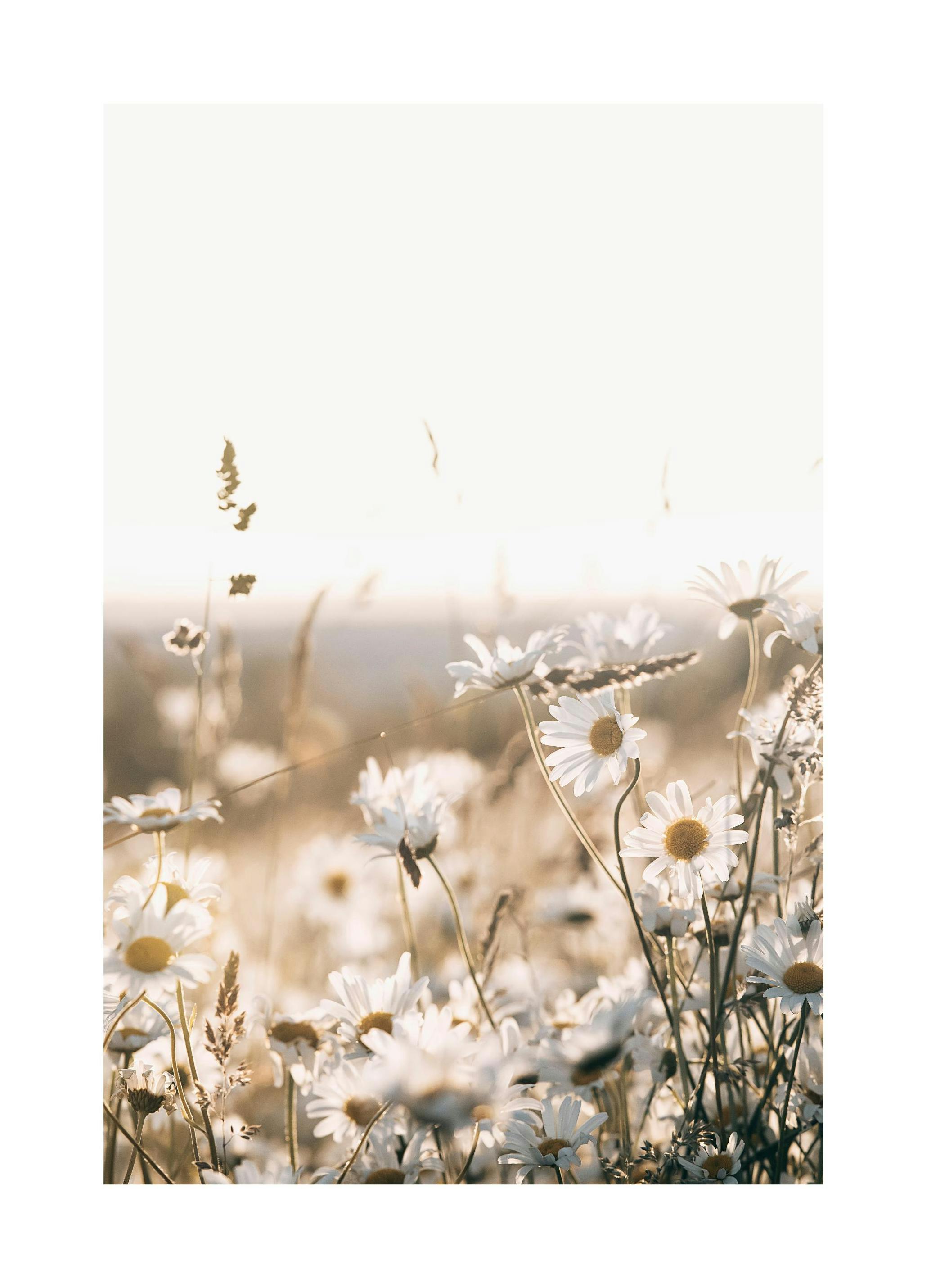 Veld vol madeliefjes Poster (40x50 cm) - Poster Store