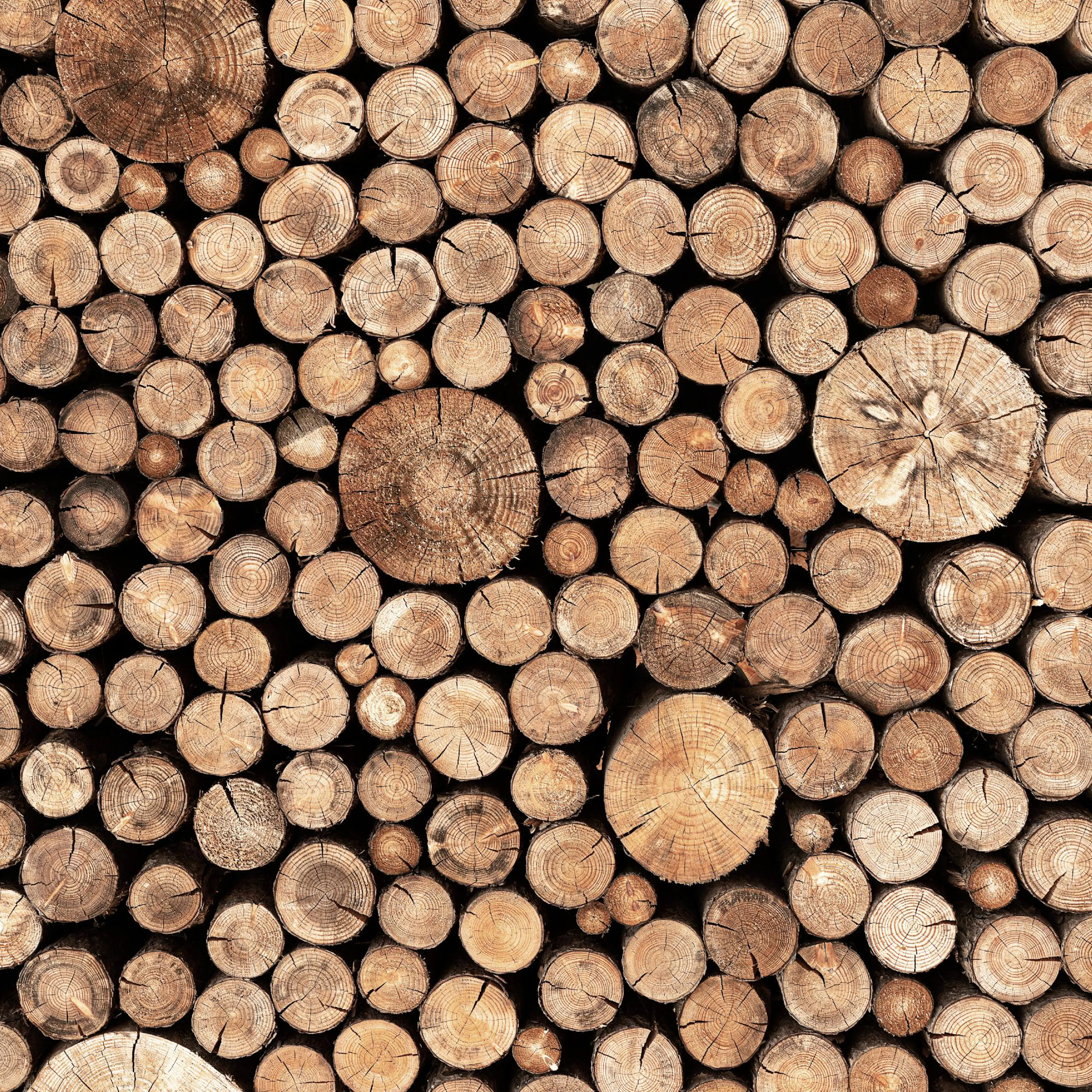 A poster featuring a close-up, top-down view of a large stack of tree logs with visible rings and cracks.