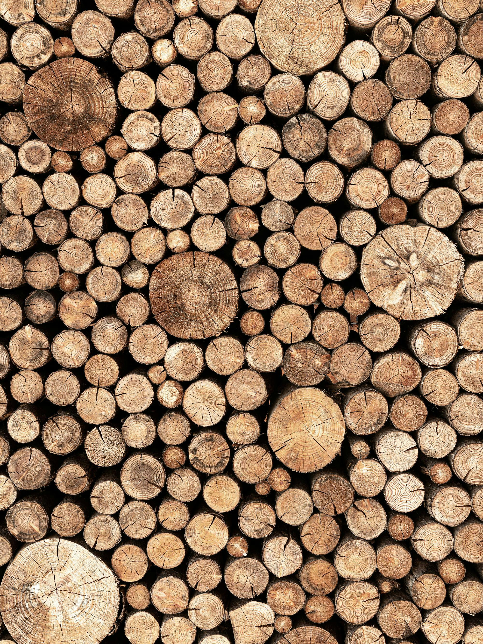 Un poster cu bușteni tăiați, cu textură naturală de lemn și inele de creștere vizibile.