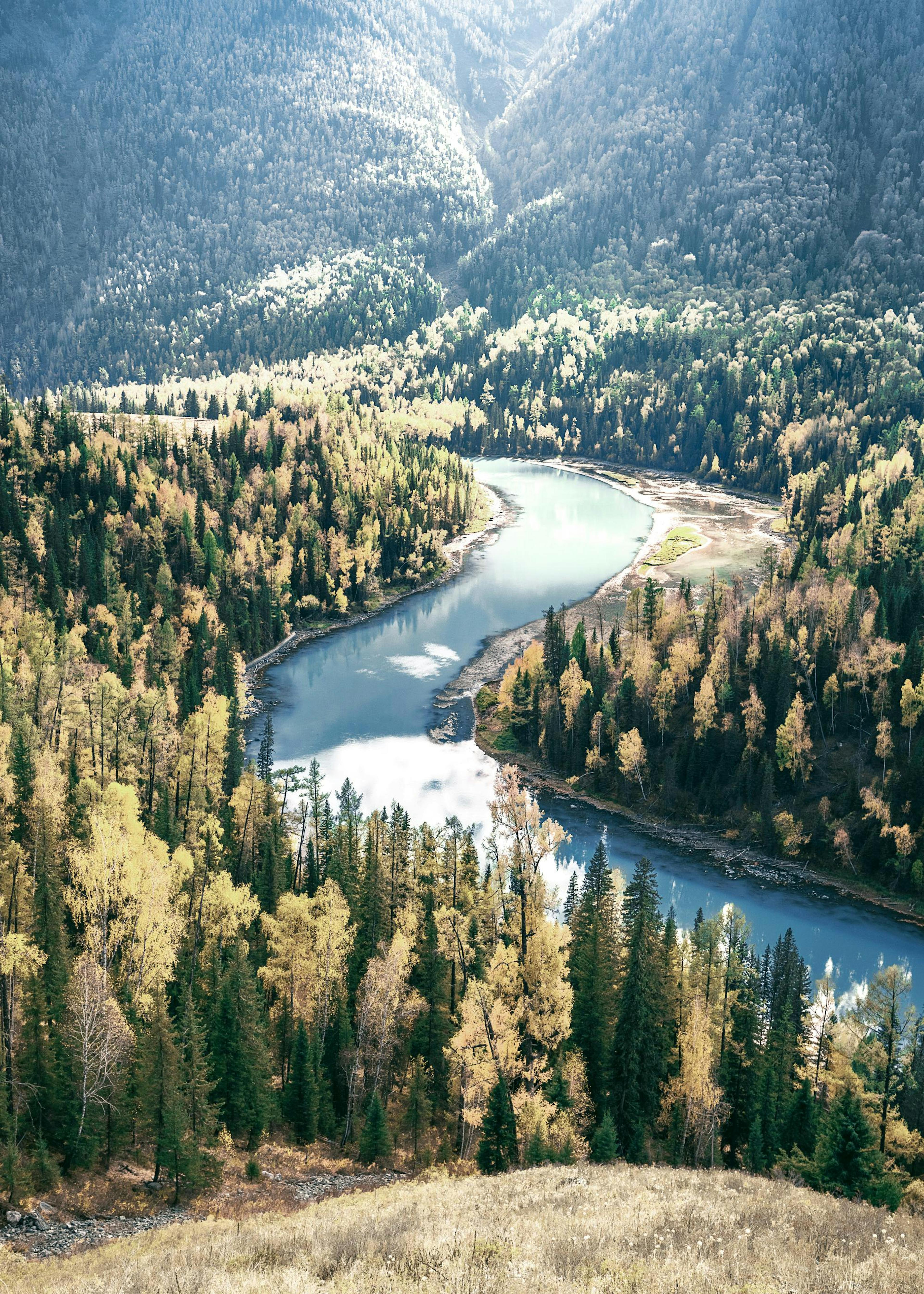 Río Bosque Póster 0