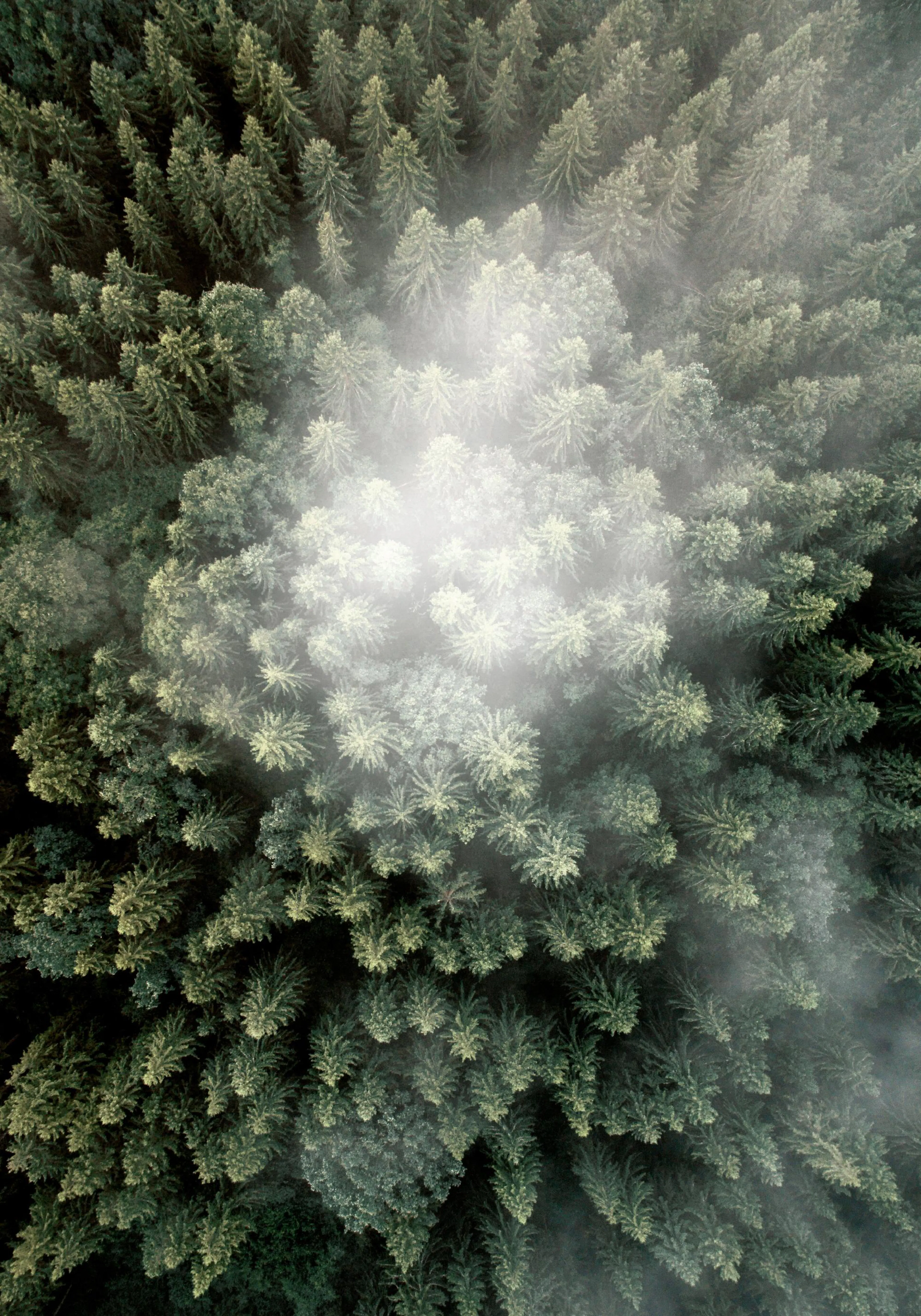 A poster featuring a dense forest of green pine trees from an aerial view, with light mist floating through the canopy.