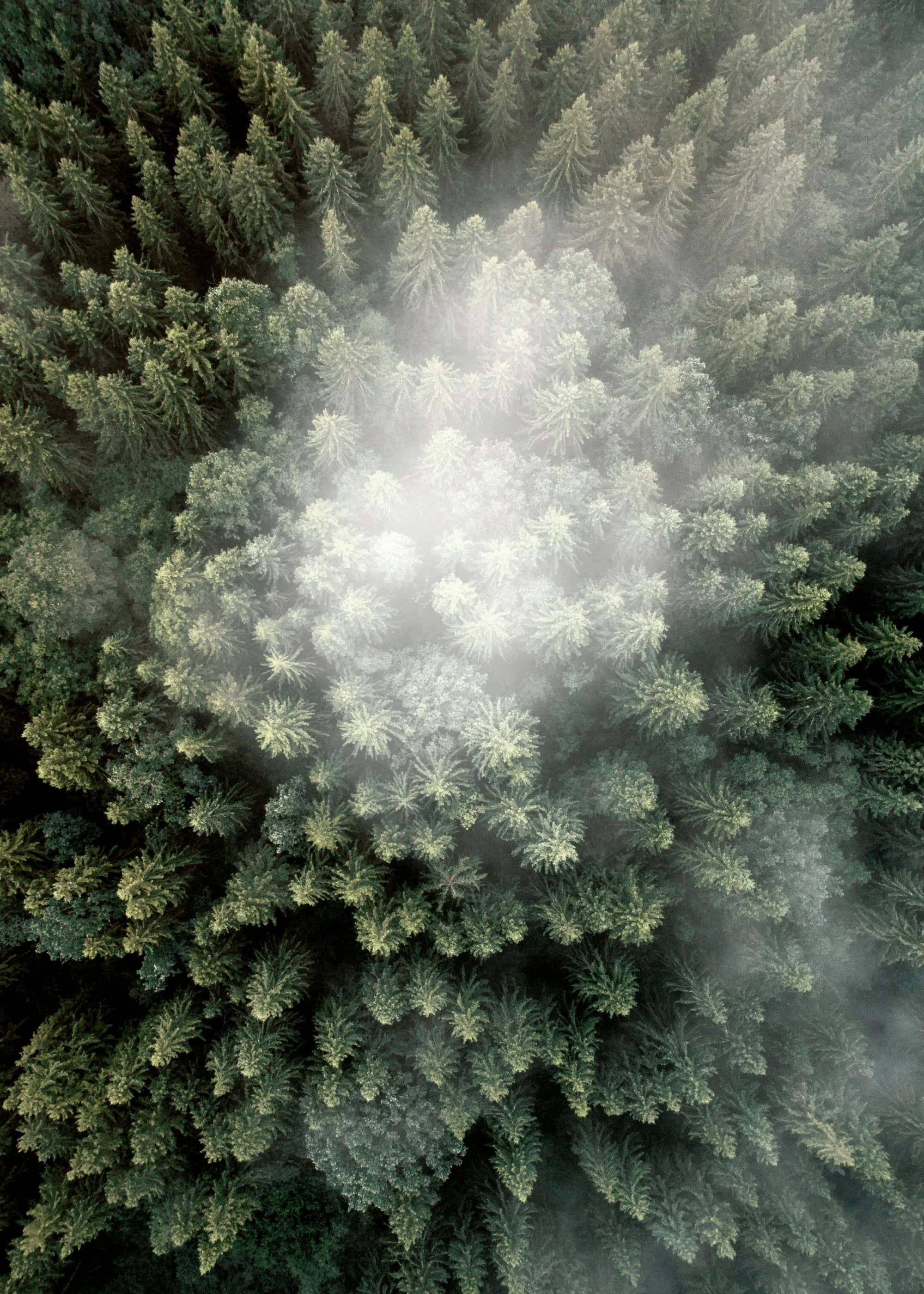 Poster mit einer Draufsicht auf einen Wald, der von Nebel durchzogen ist.