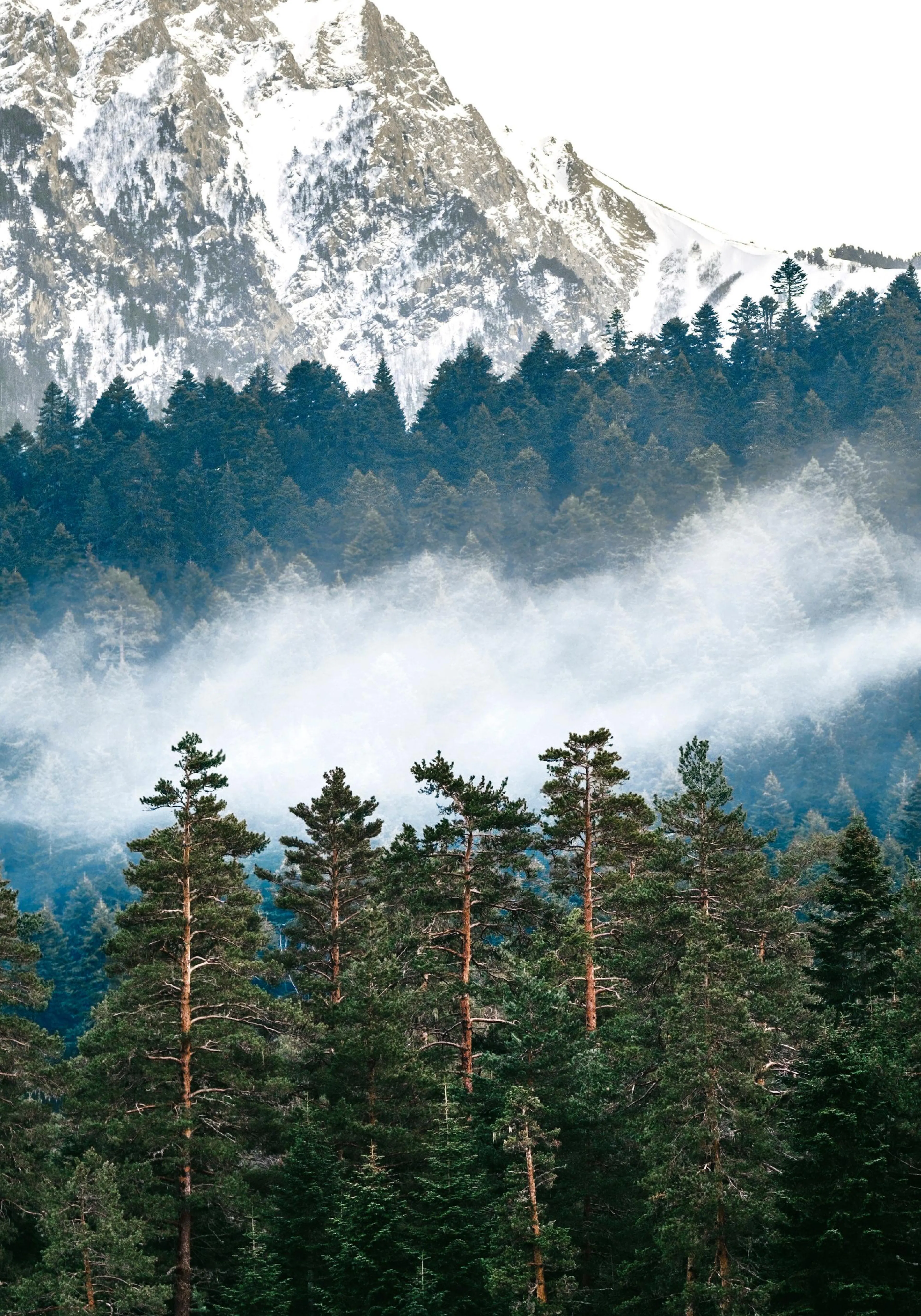 A poster depicting a misty pine forest with a snow-capped mountain in the background.
