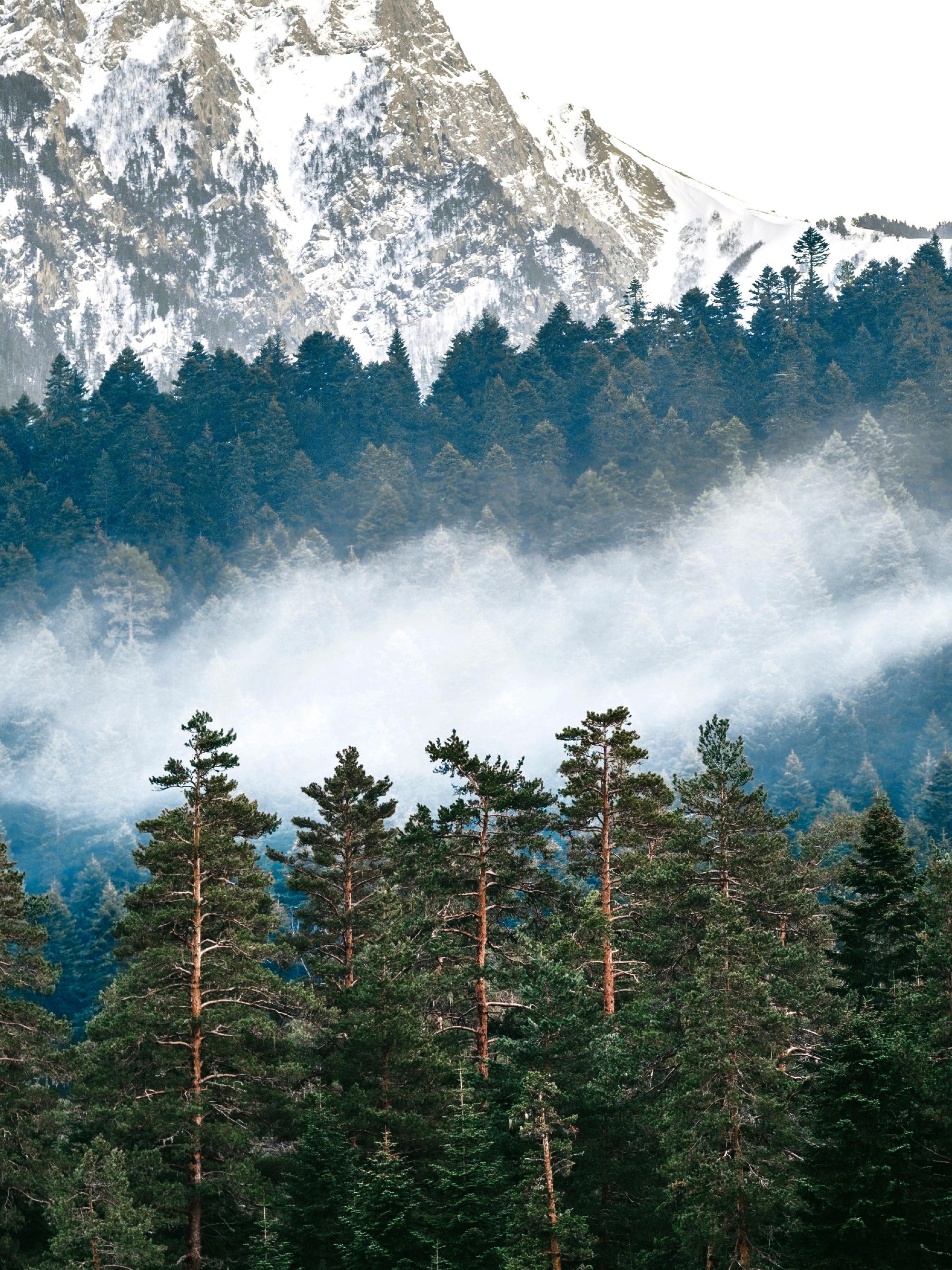 Mountain and Forest Poster with Forest Art | Poster Store US