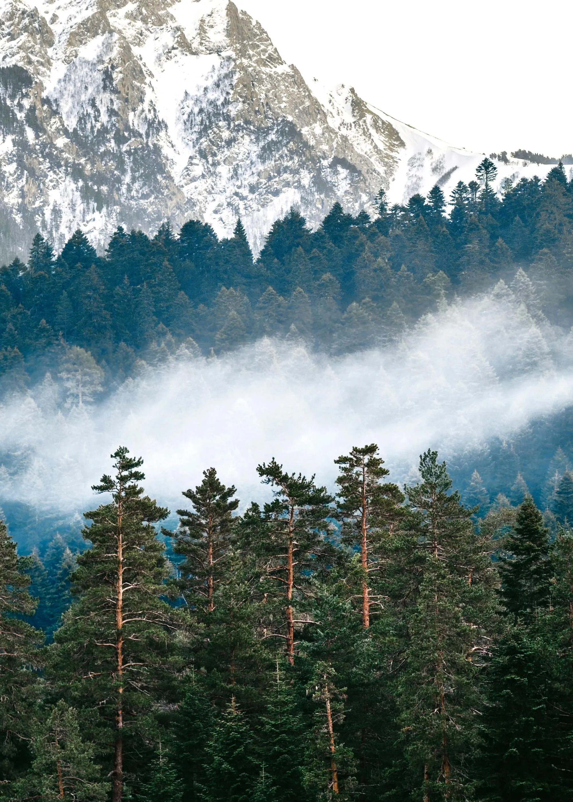 Ein Poster mit einer Ansicht von schneebedeckten Bergen, darunter dichte Wälder und Nebel, der durch die Bäume zieht.