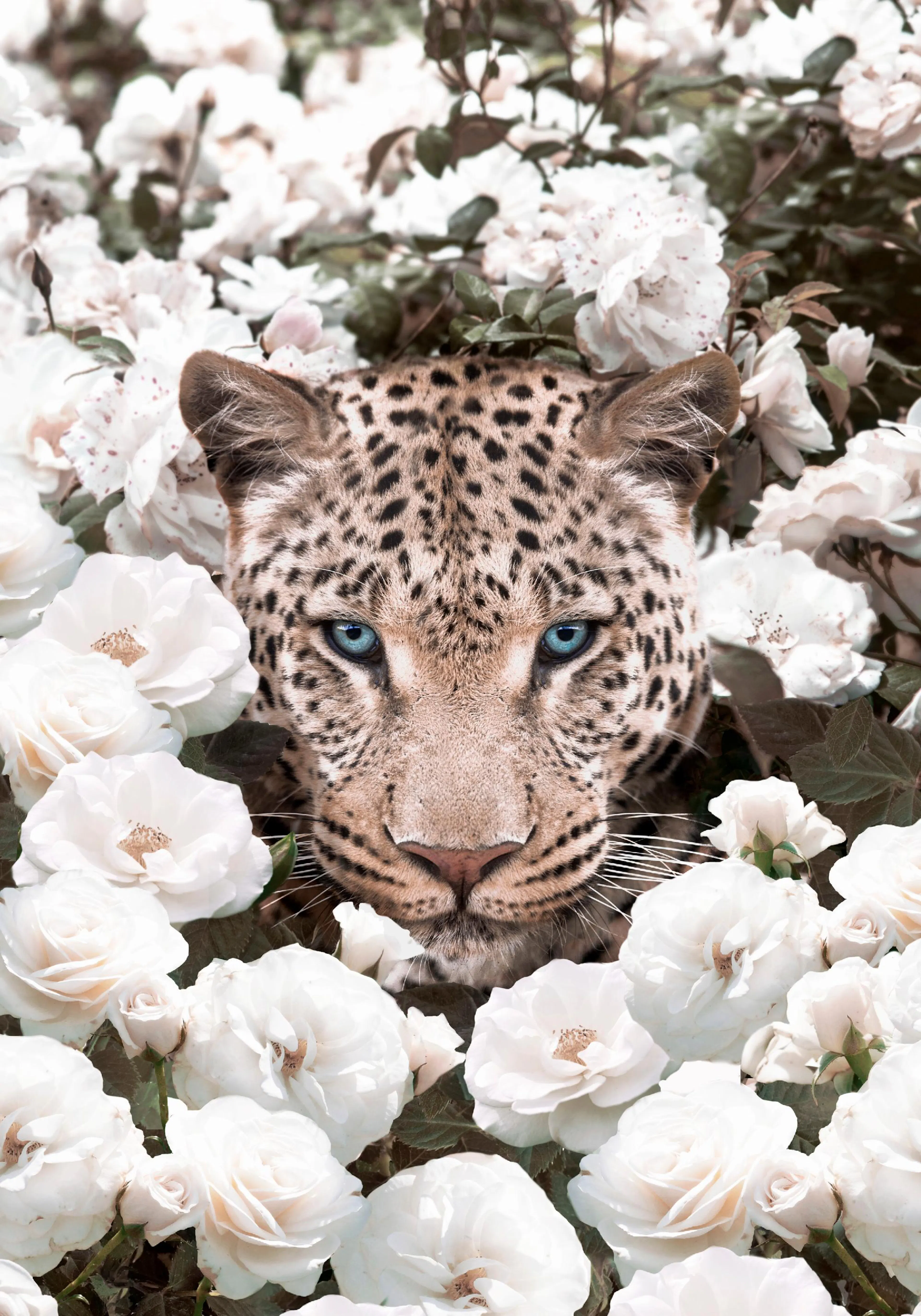 A poster featuring a leopards face with striking blue eyes, surrounded by soft white roses and green foliage.