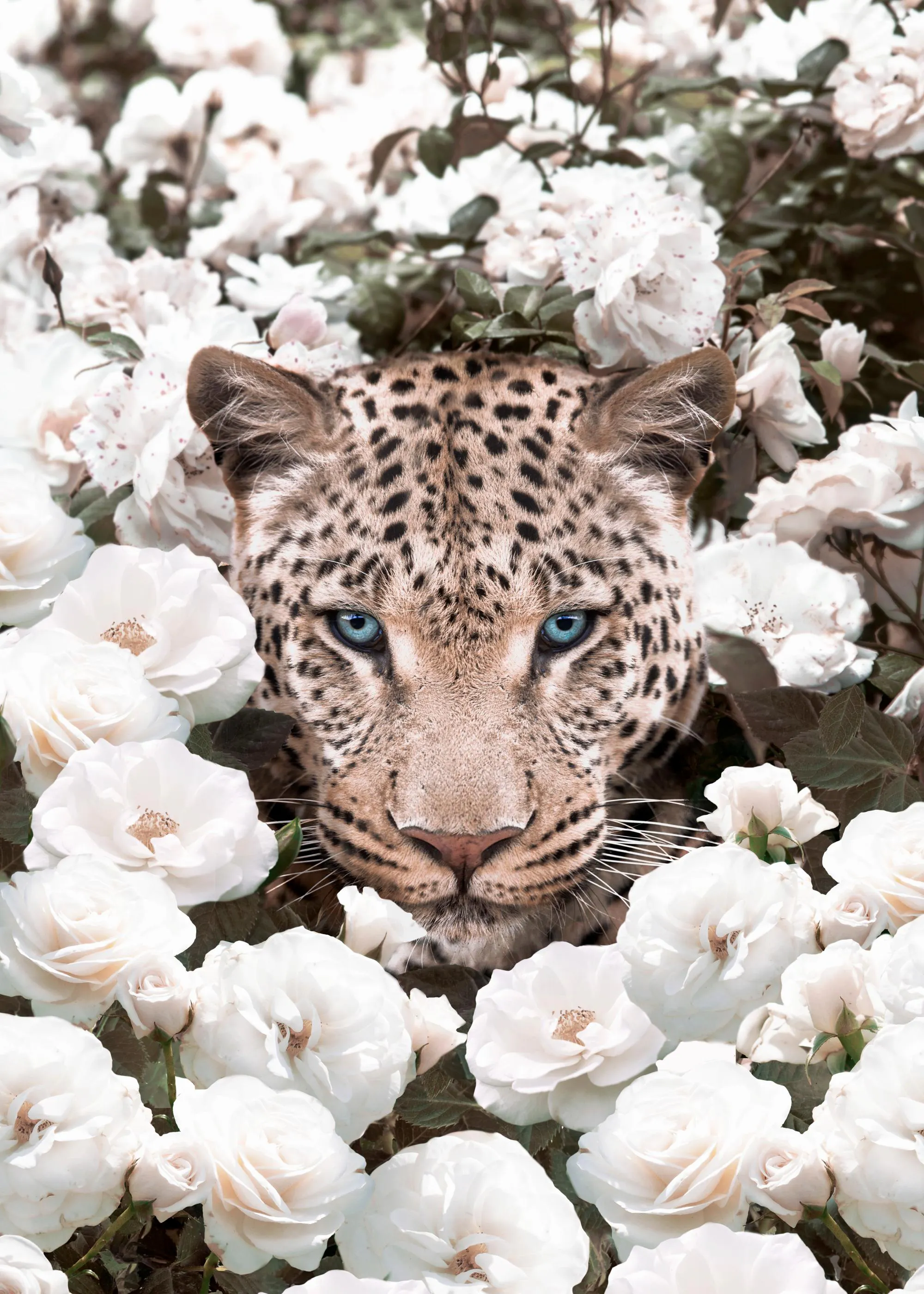 Poster: Ein Leopard mit hellblauen Augen umgeben von weißen und cremefarbenen Rosen.