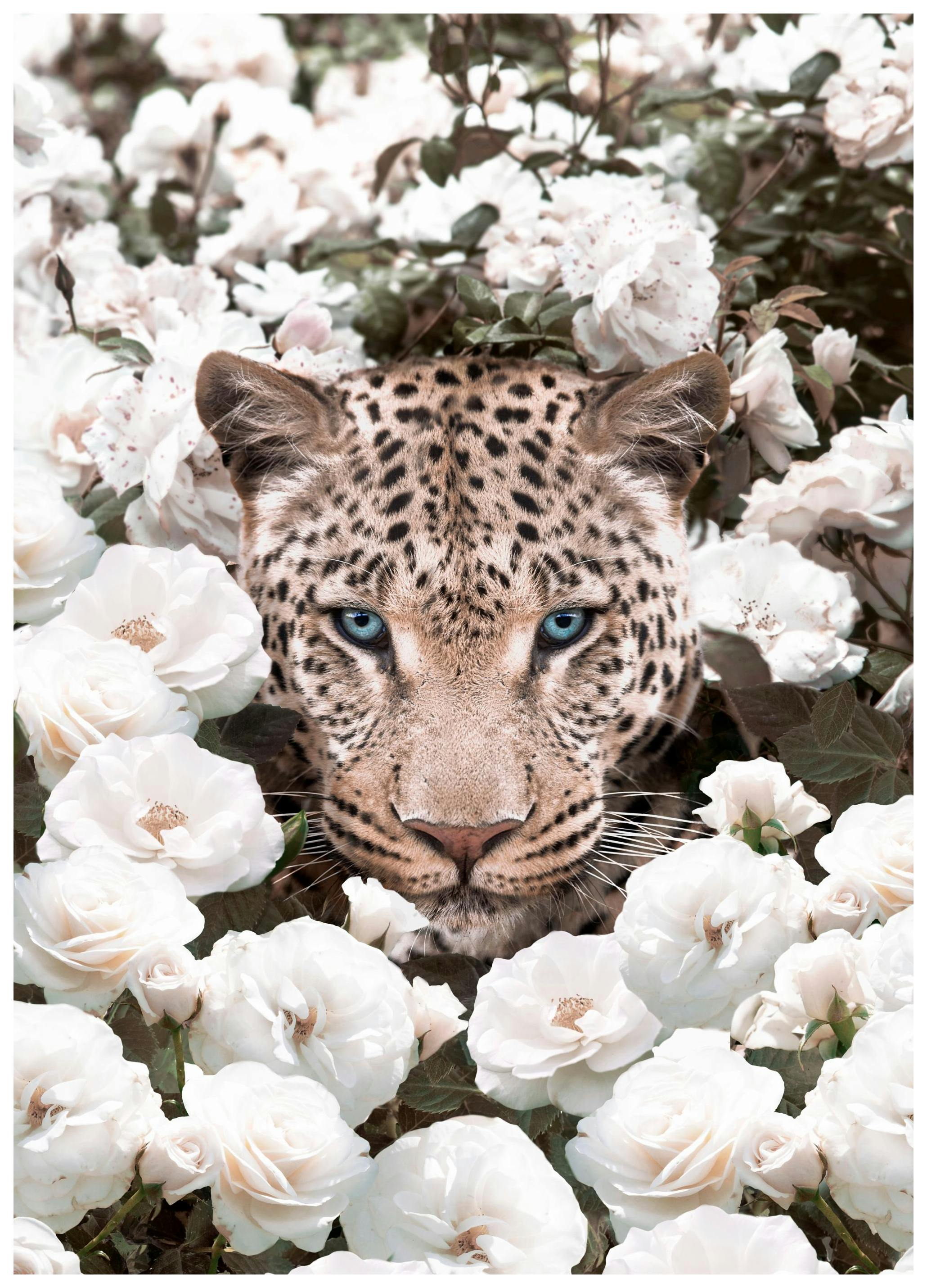 Vita Rosor Leopard Poster (21x30 cm) - Poster Store