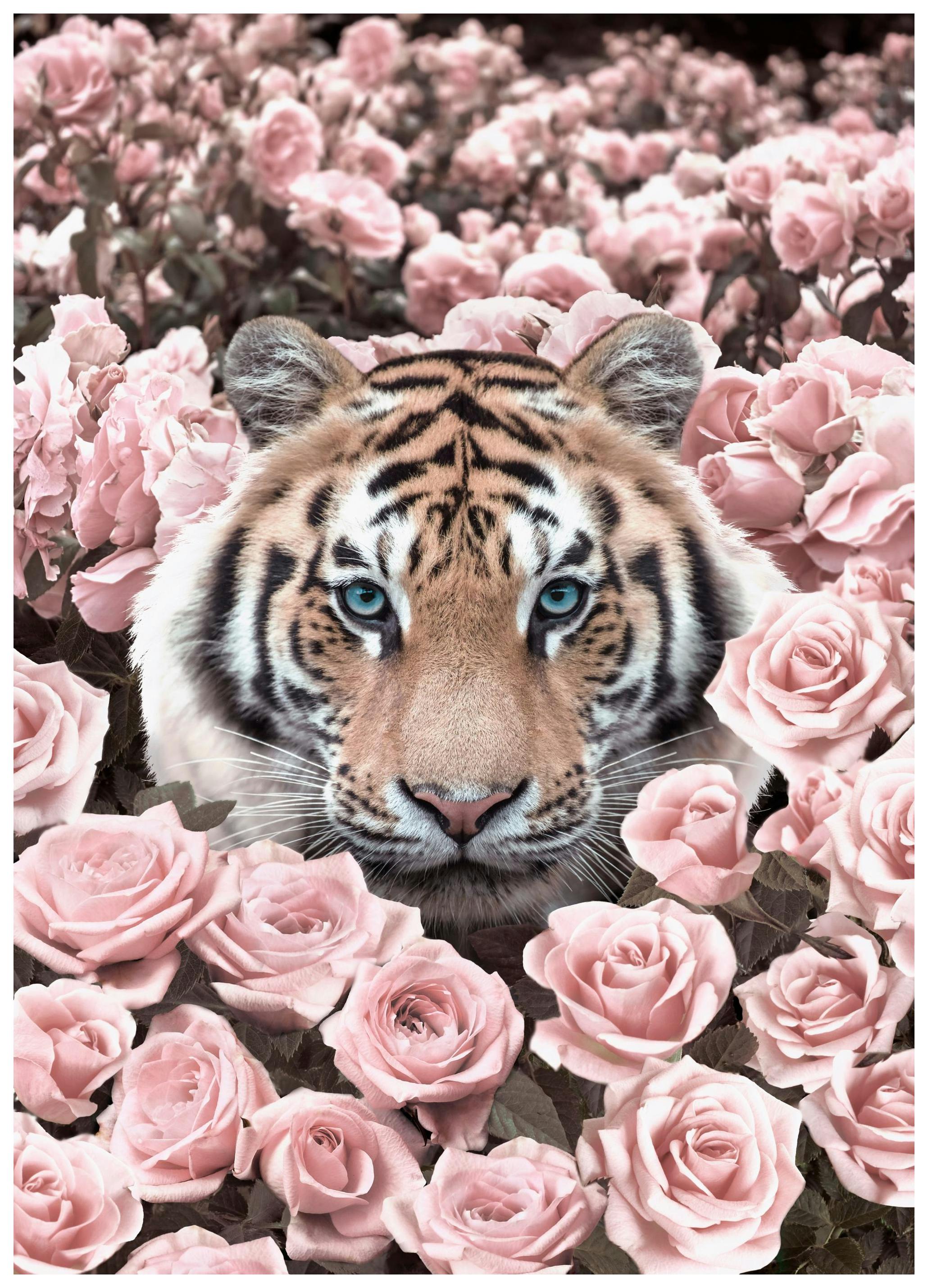 Pinkit Ruusut Leopardi Juliste (50x70 cm) - Poster Store