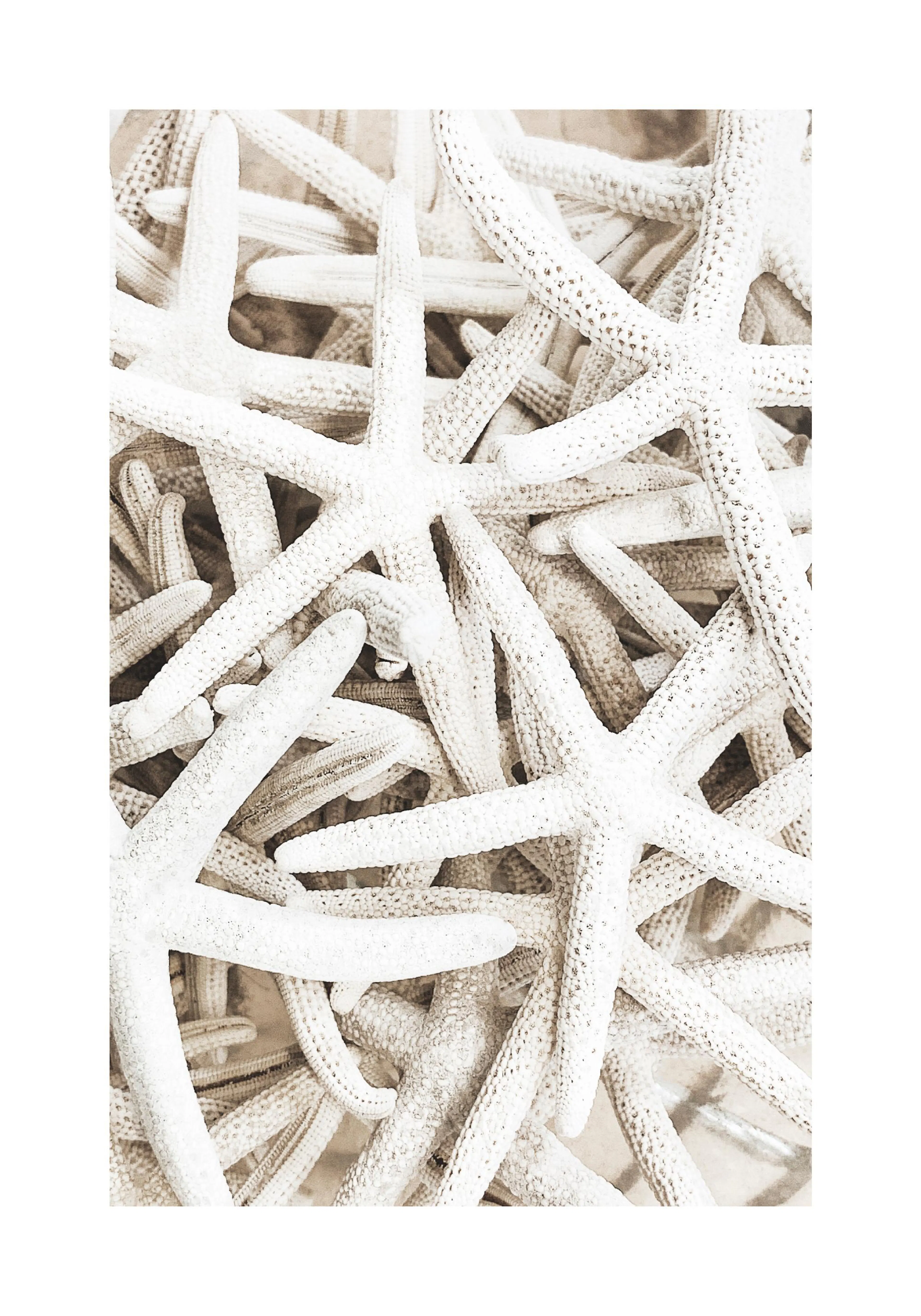 En poster som visar en närbild på en hög med vita, torkade sjöstjärnor i olika storlekar.