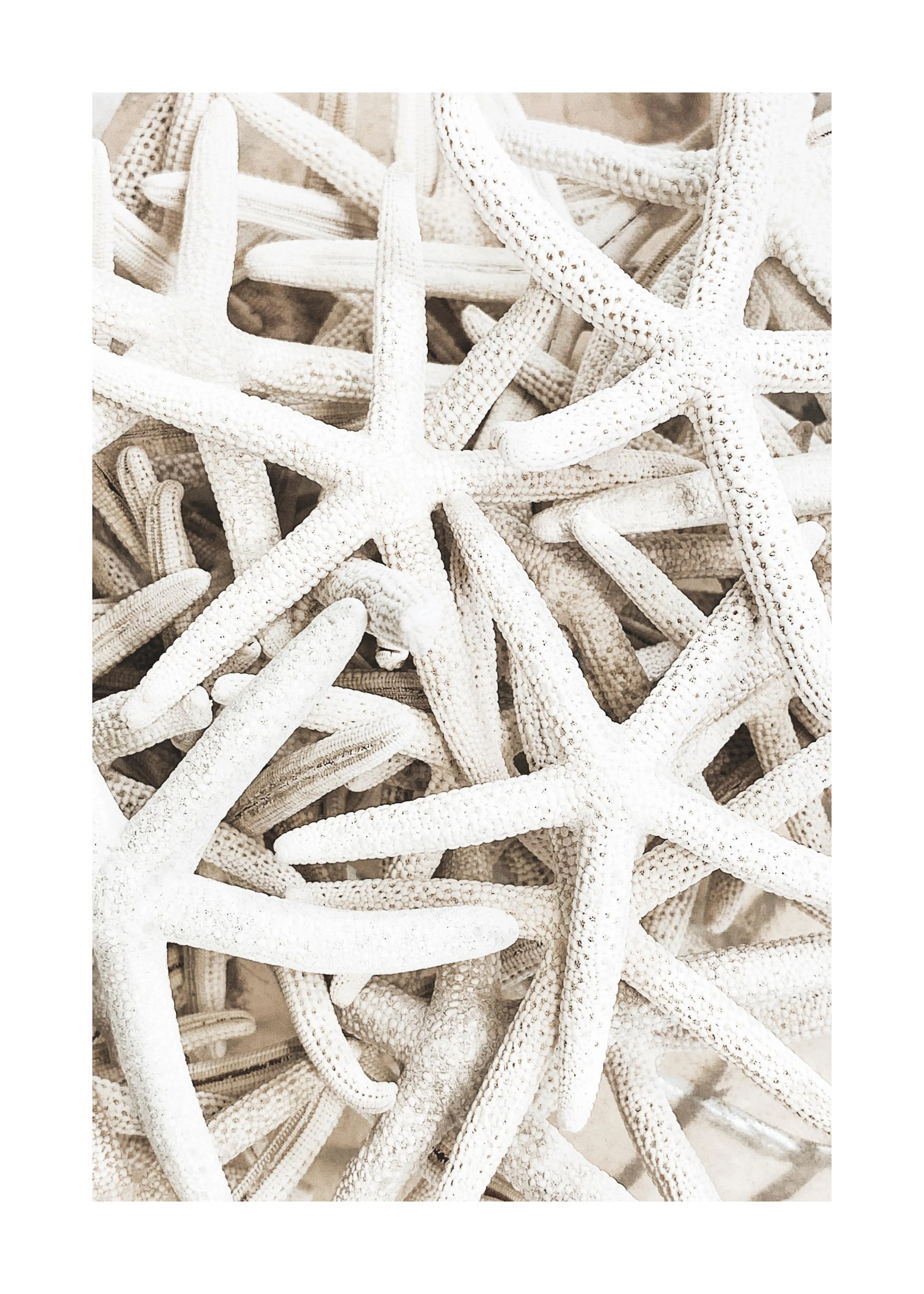 Poster mit zahlreichen, beigefarbenen Seesternen, die sich überlappen.