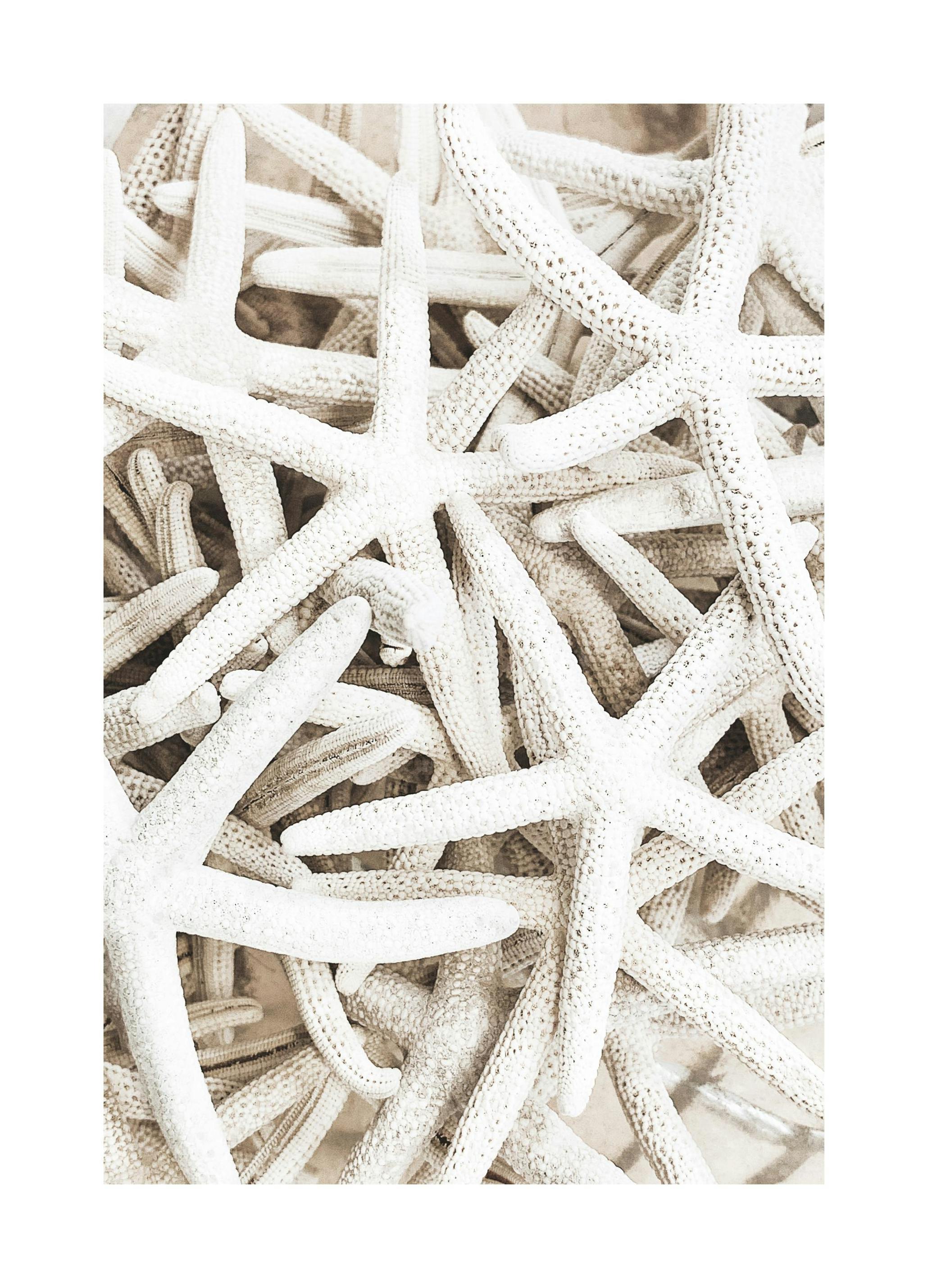 Zeester Poster (50x70 cm) - Poster Store