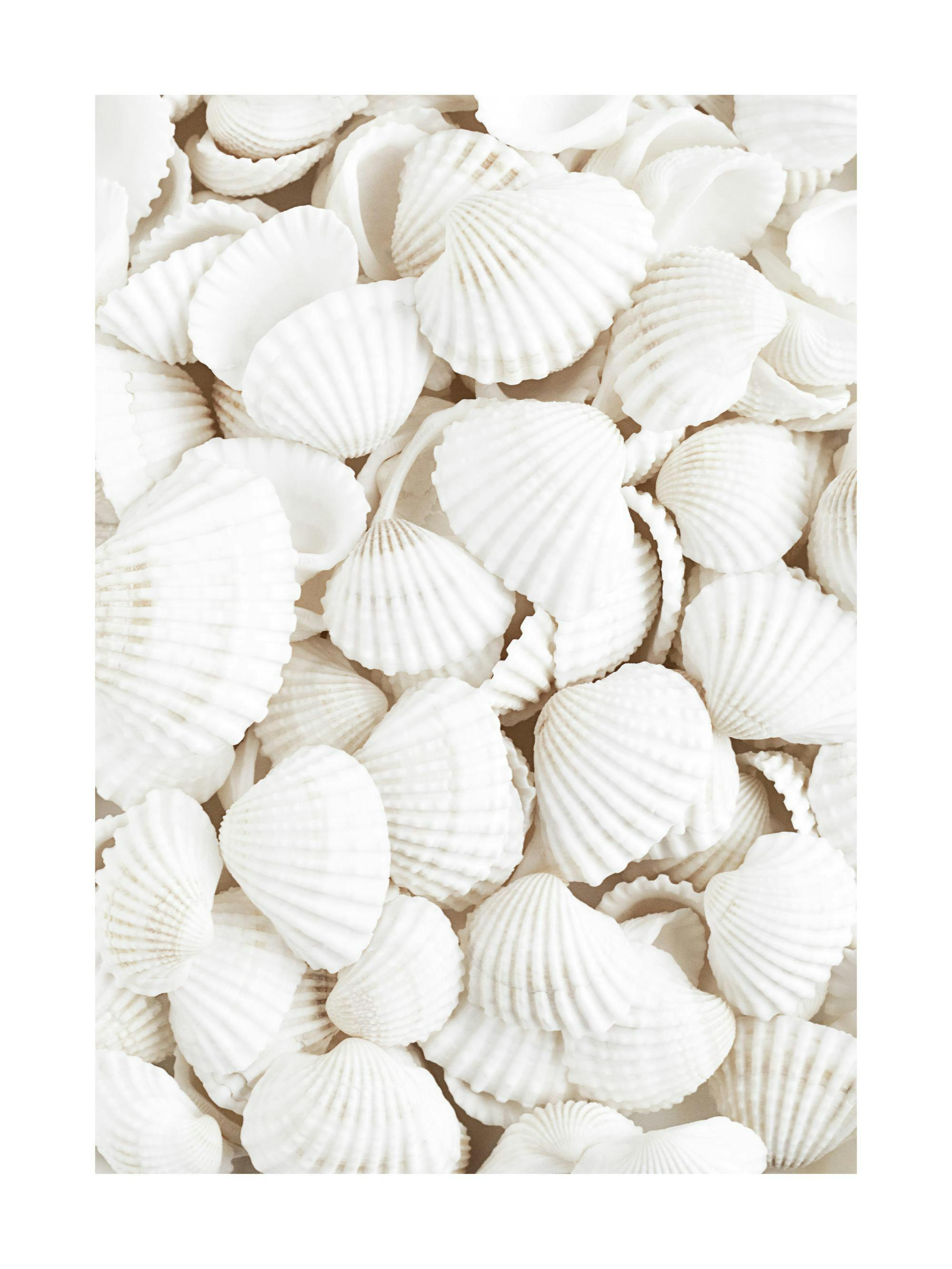Poster van een gedetailleerde close-up van een stapel witte, geribbelde schelpen.