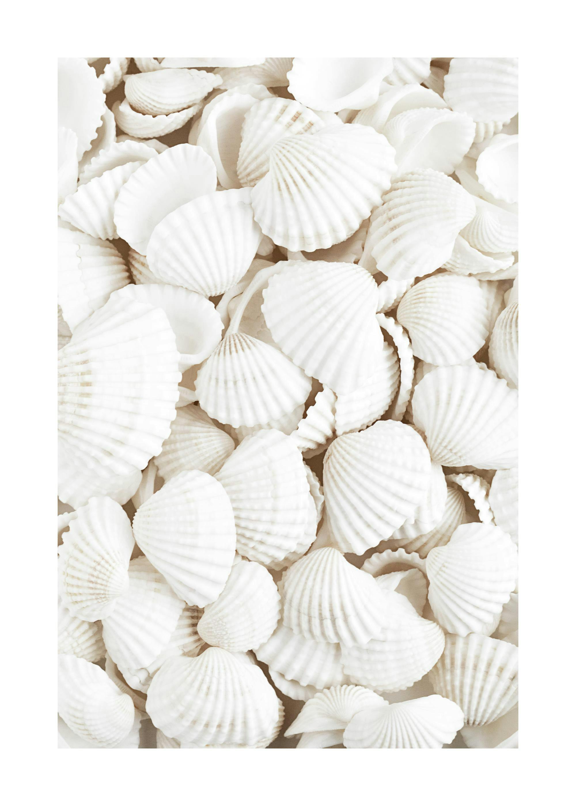 A poster featuring a close-up of many white seashells, displaying their ridged textures and varying shapes.