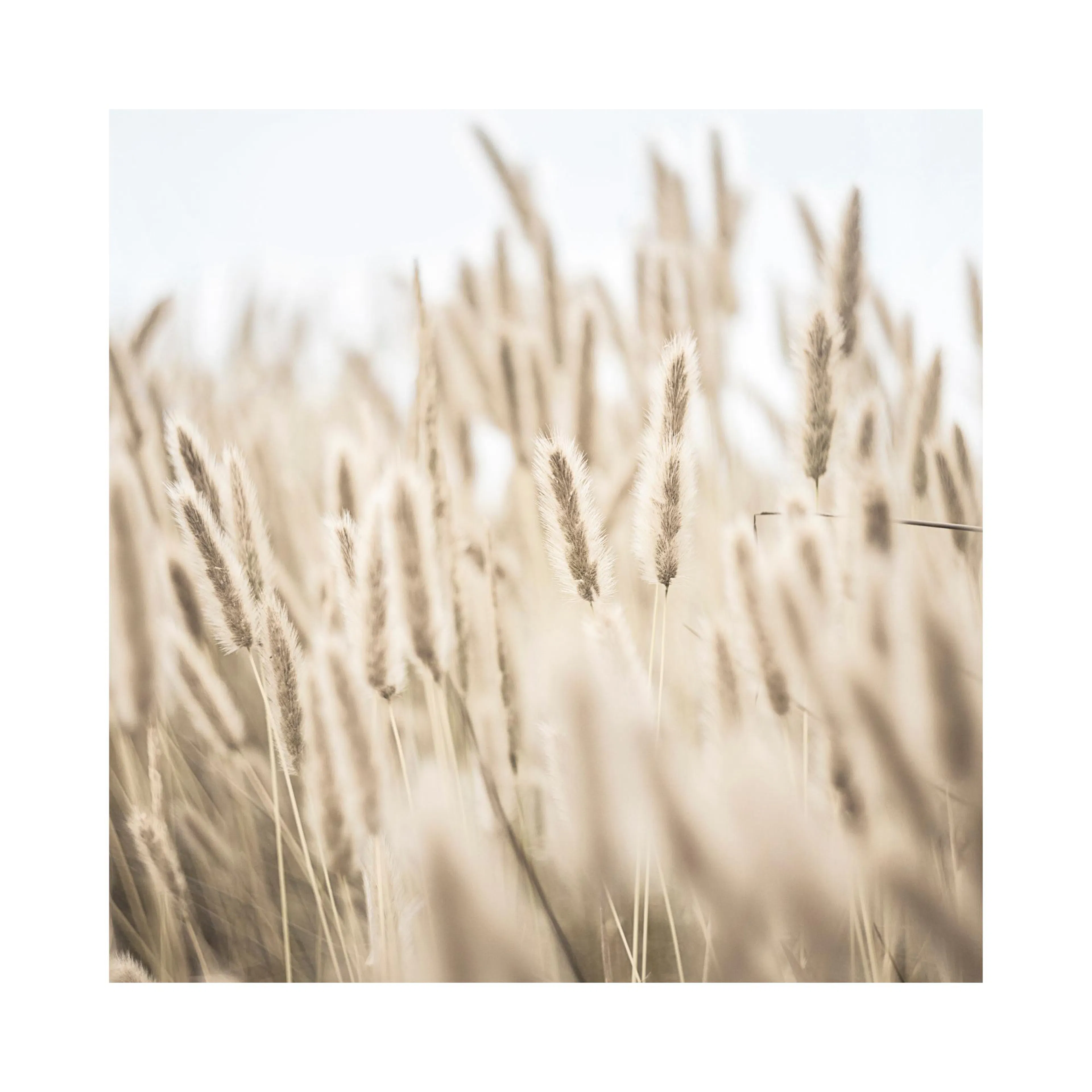 Poster mit Nahaufnahme von beige-braunen, flauschigen Grasähren vor hellem Hintergrund.