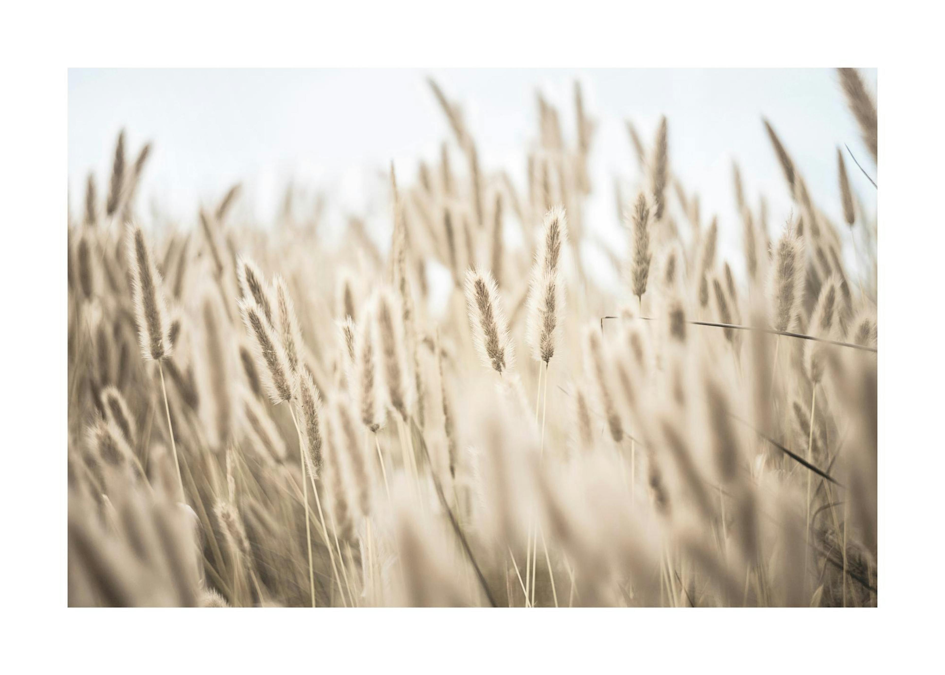 Grass by the Shore Poster 0