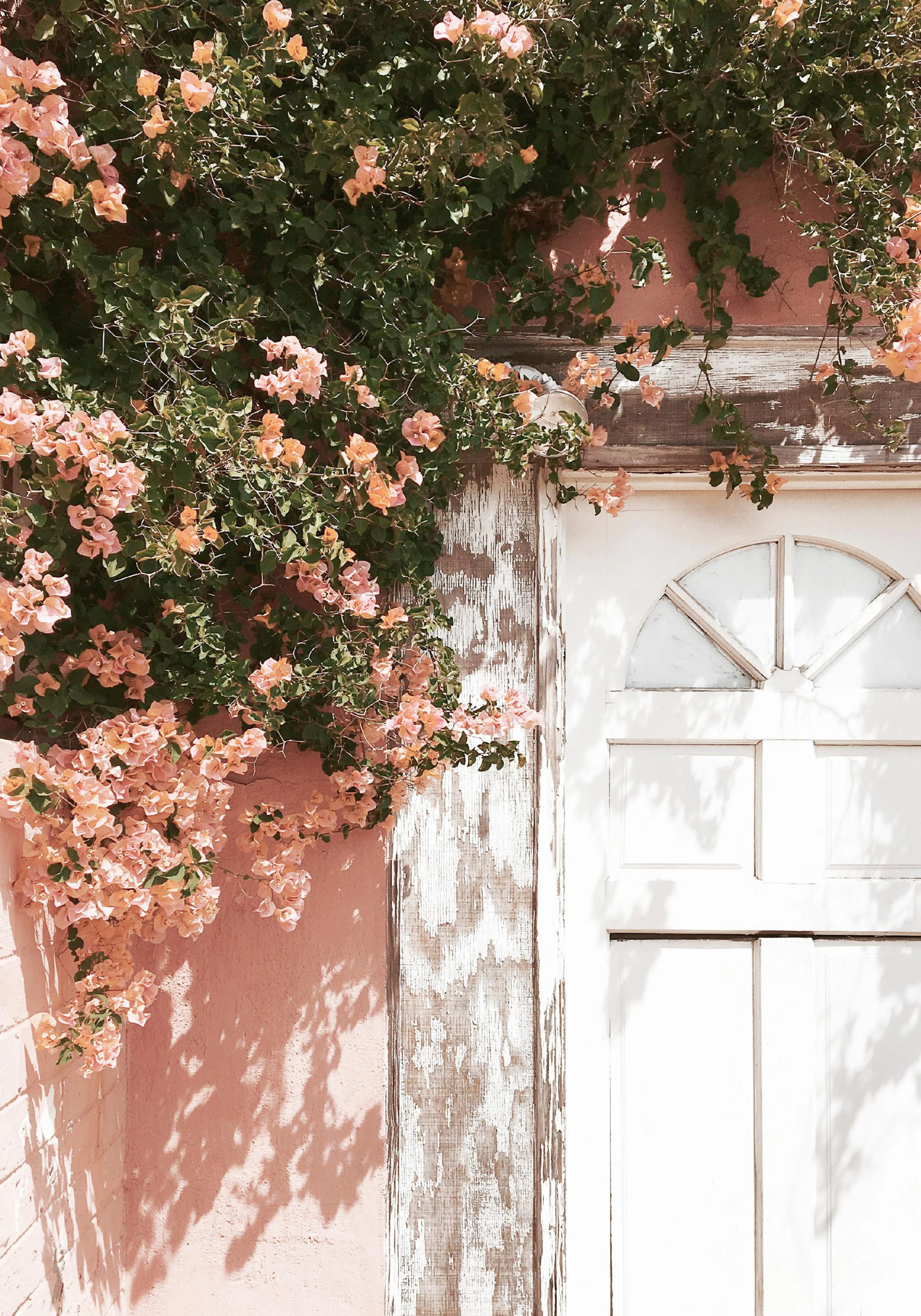 Un poster di bouganville rosa su una parete rosa e una porta bianca in legno scrostato.