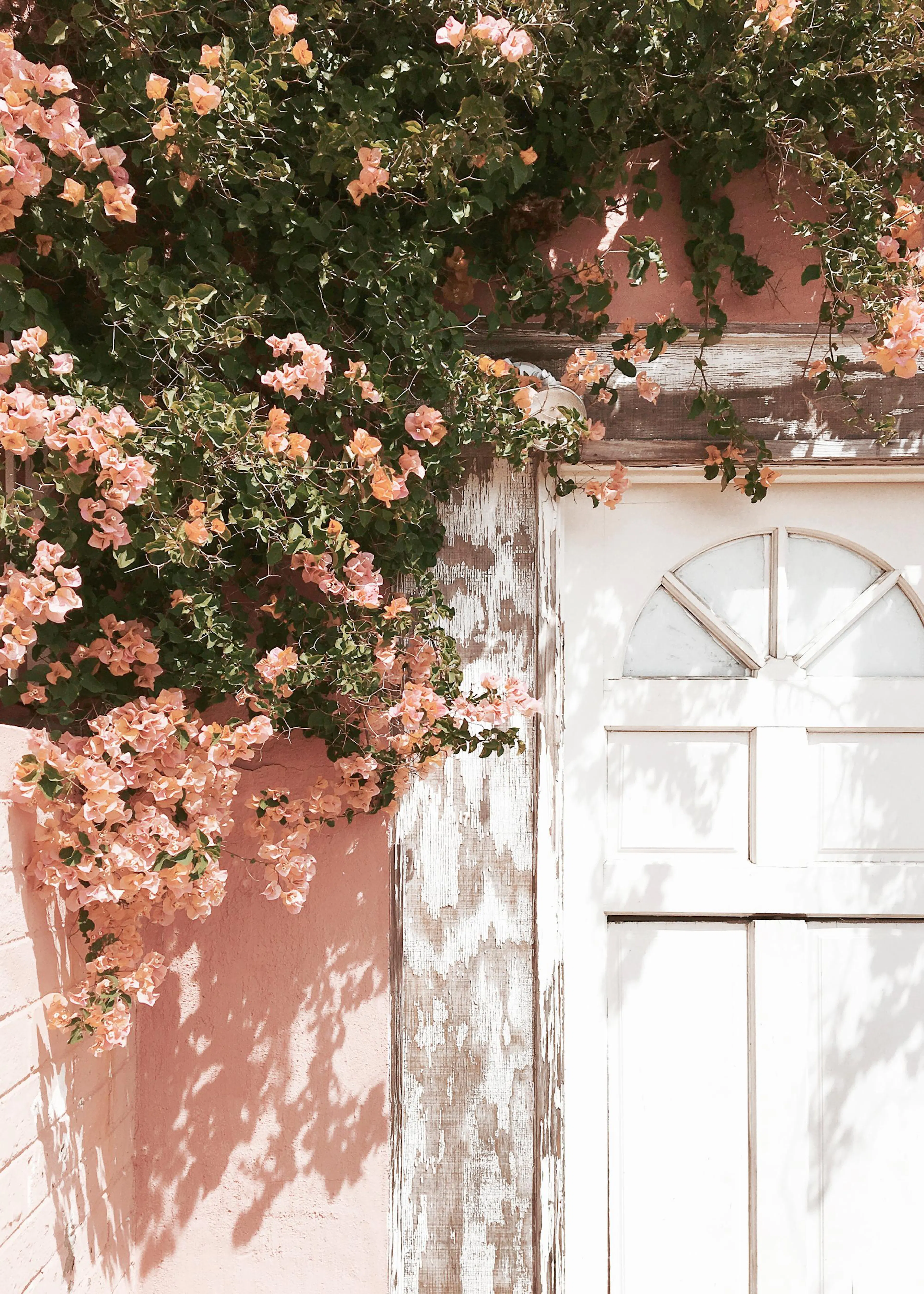 Un poster di bouganville rosa su una parete rosa e una porta bianca in legno scrostato.