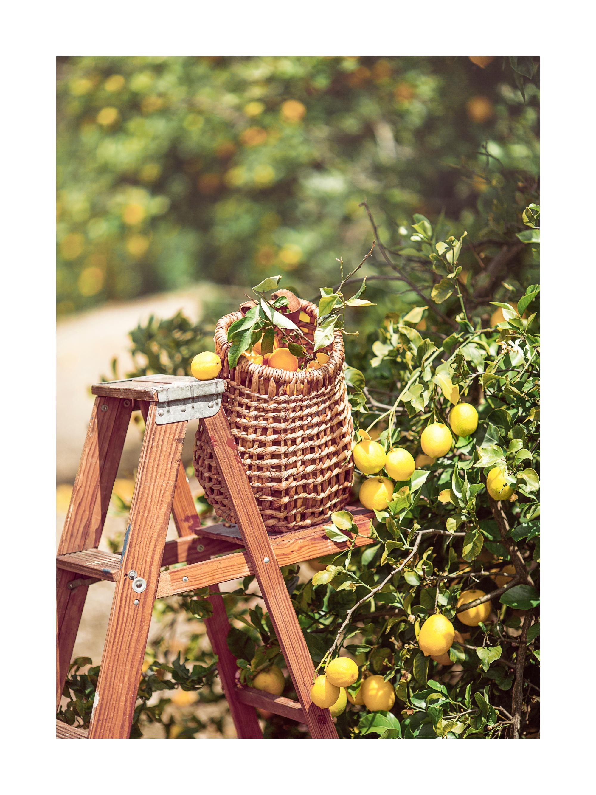 Lemon Harvest Lemon Tree Poster | Poster Store US