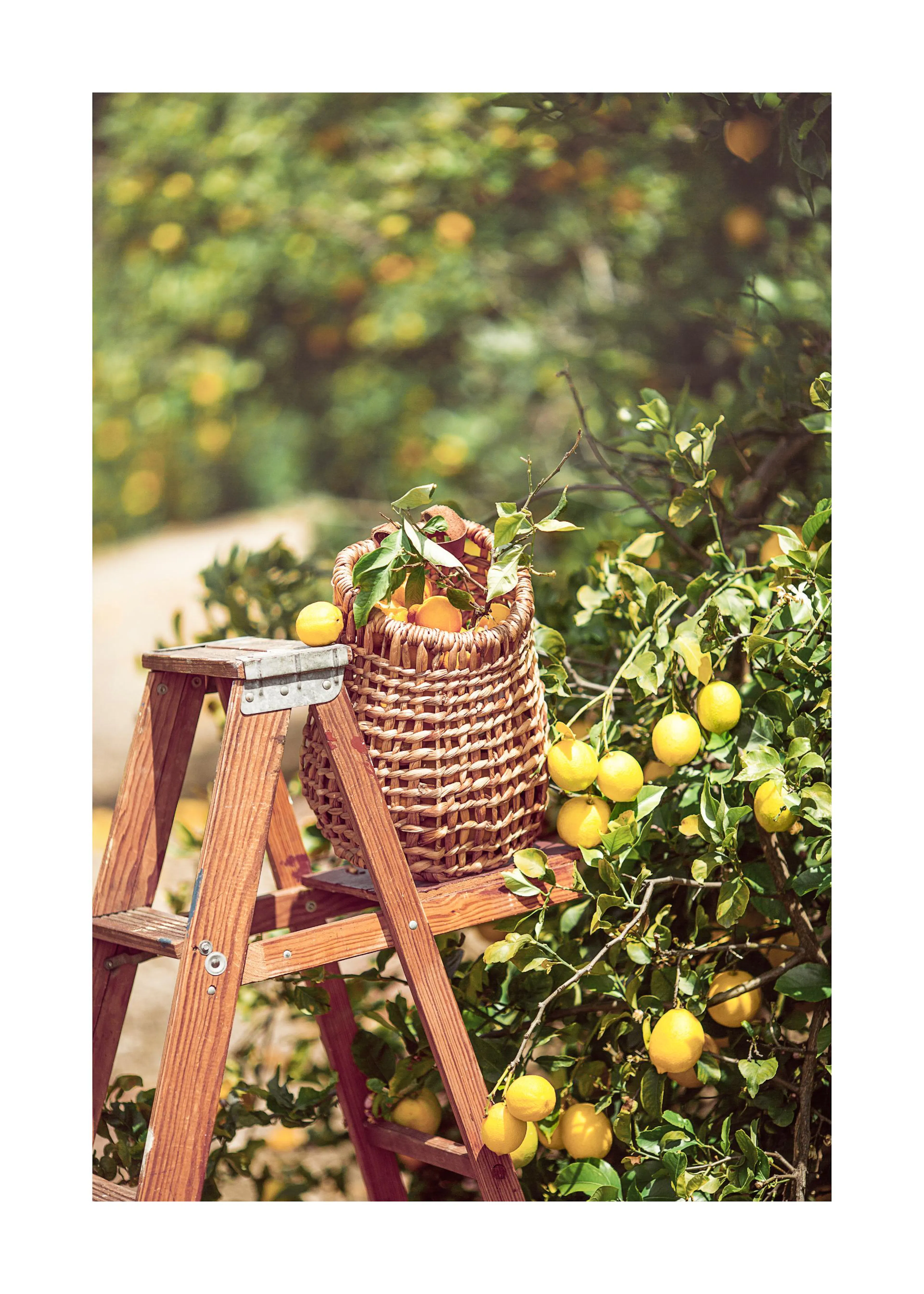 Poster mit einem Weidenkorb voller Zitronen auf einer Holzleiter, umgeben von Zitronenbäumen.