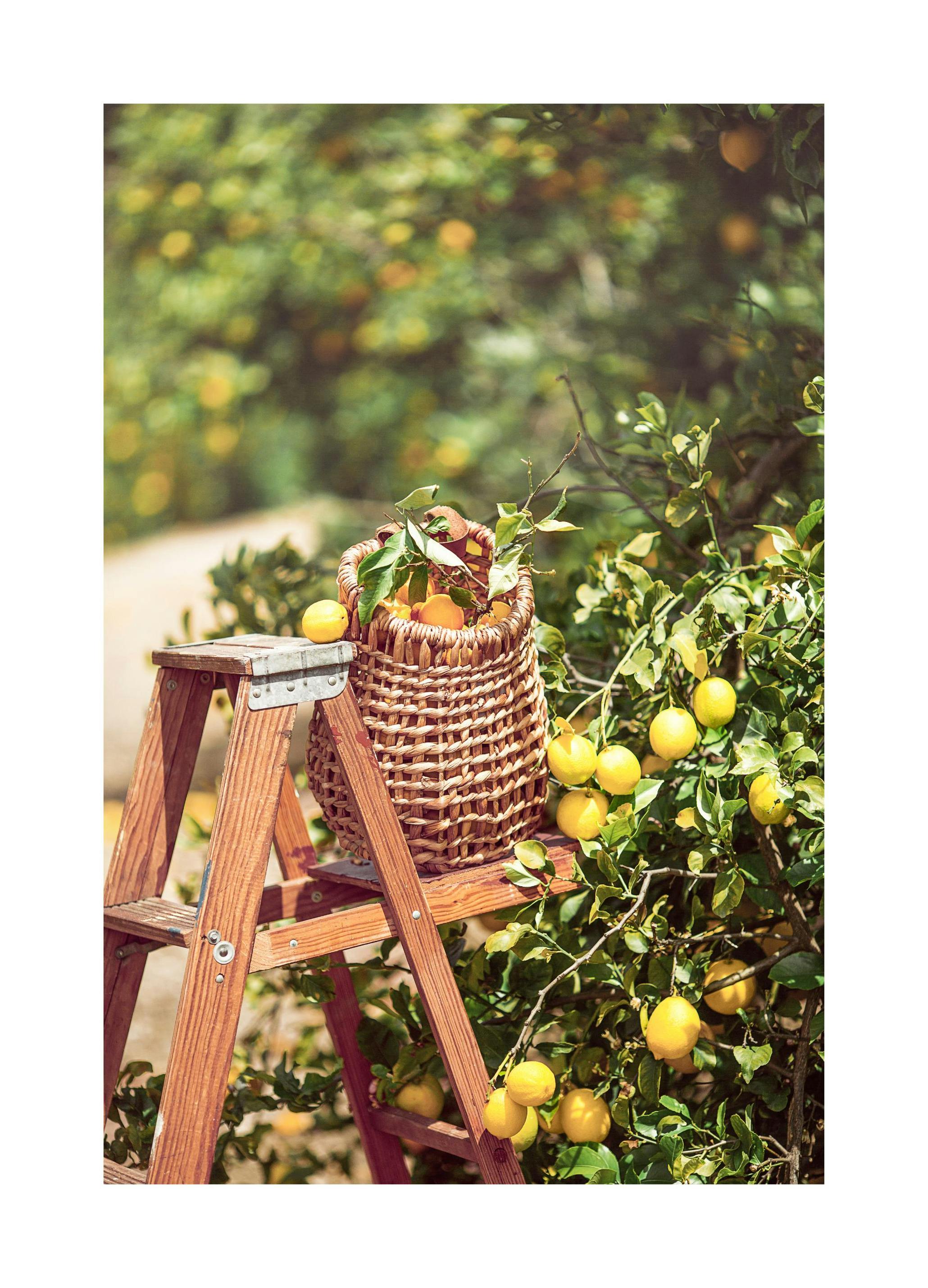 Plukke Sitroner Poster (21x30 cm) - Poster Store