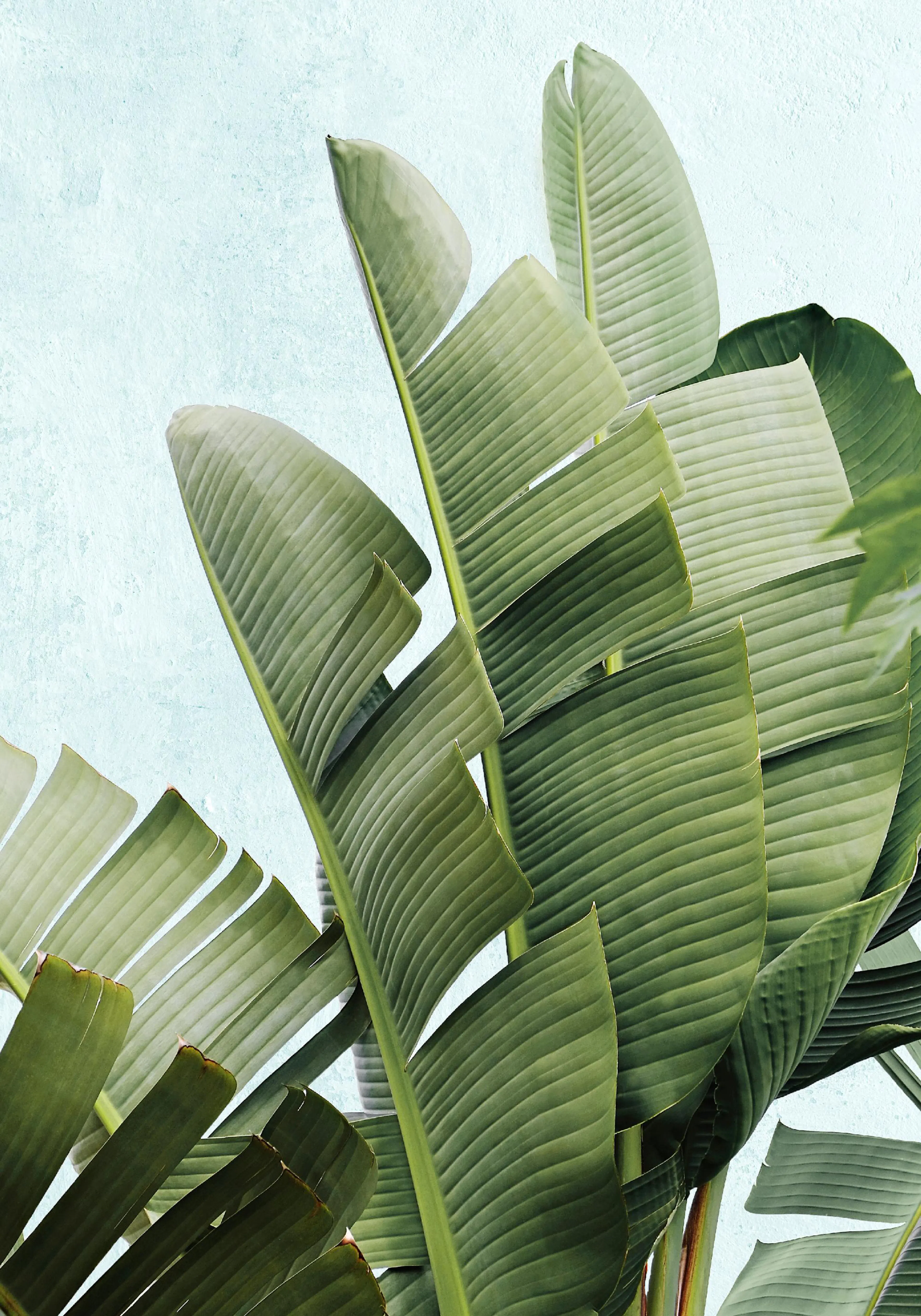 Poster mit großen grünen Bananenblättern vor einem hellblauen strukturierten Hintergrund.