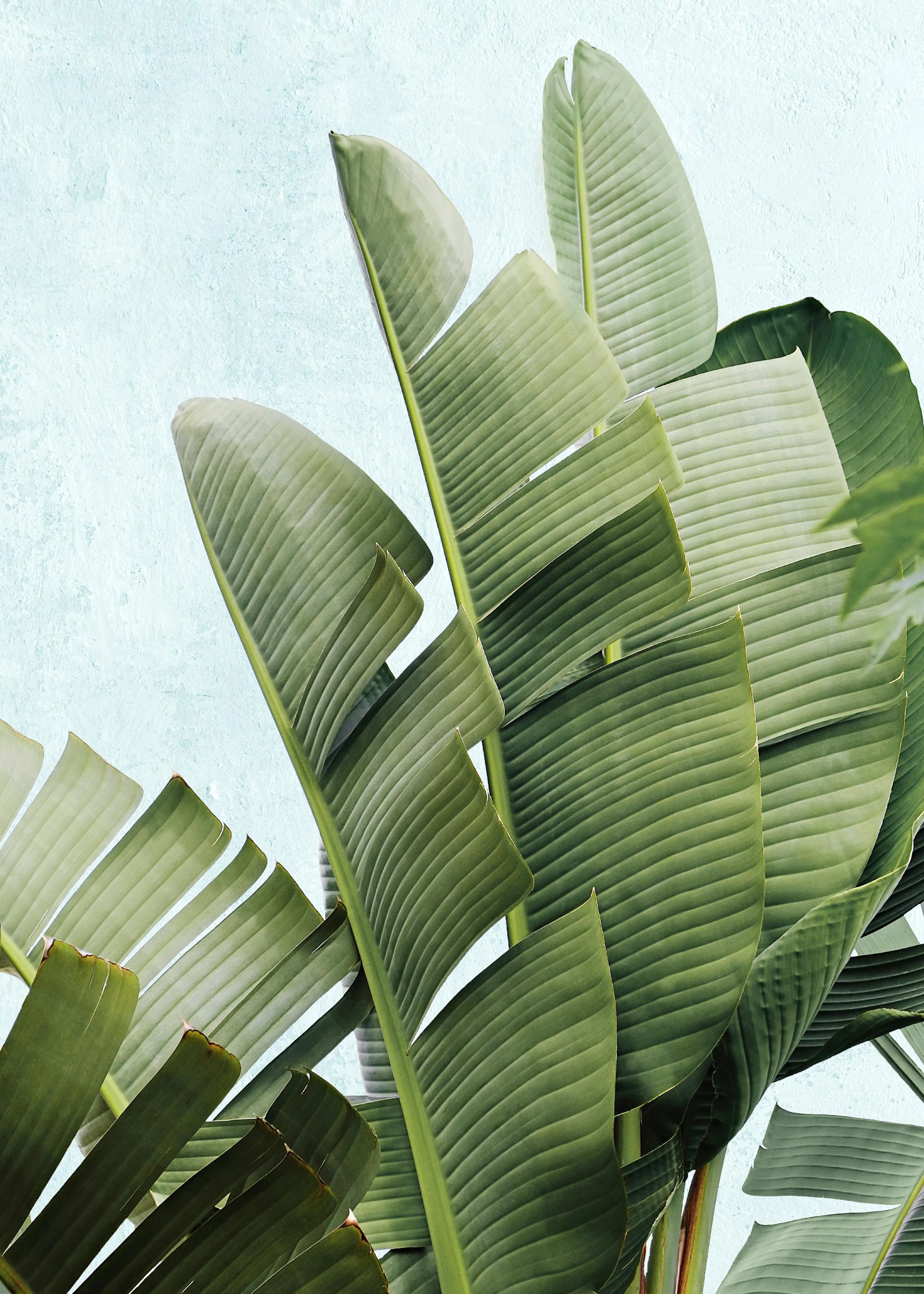 Poster mit großen grünen Bananenblättern vor einem hellblauen strukturierten Hintergrund.