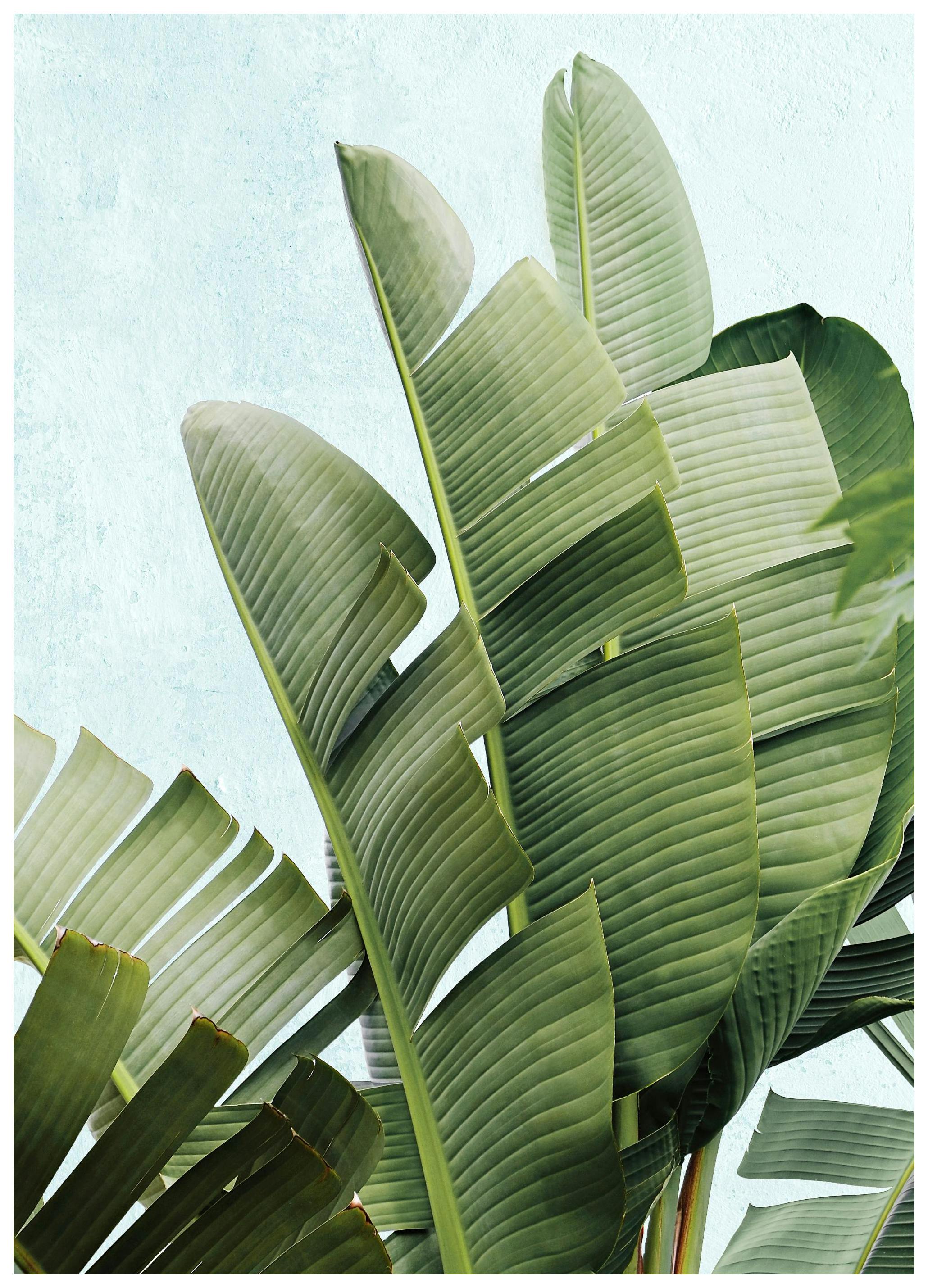 Banana Palm Leaves Poster (50x70 cm) - Poster Store