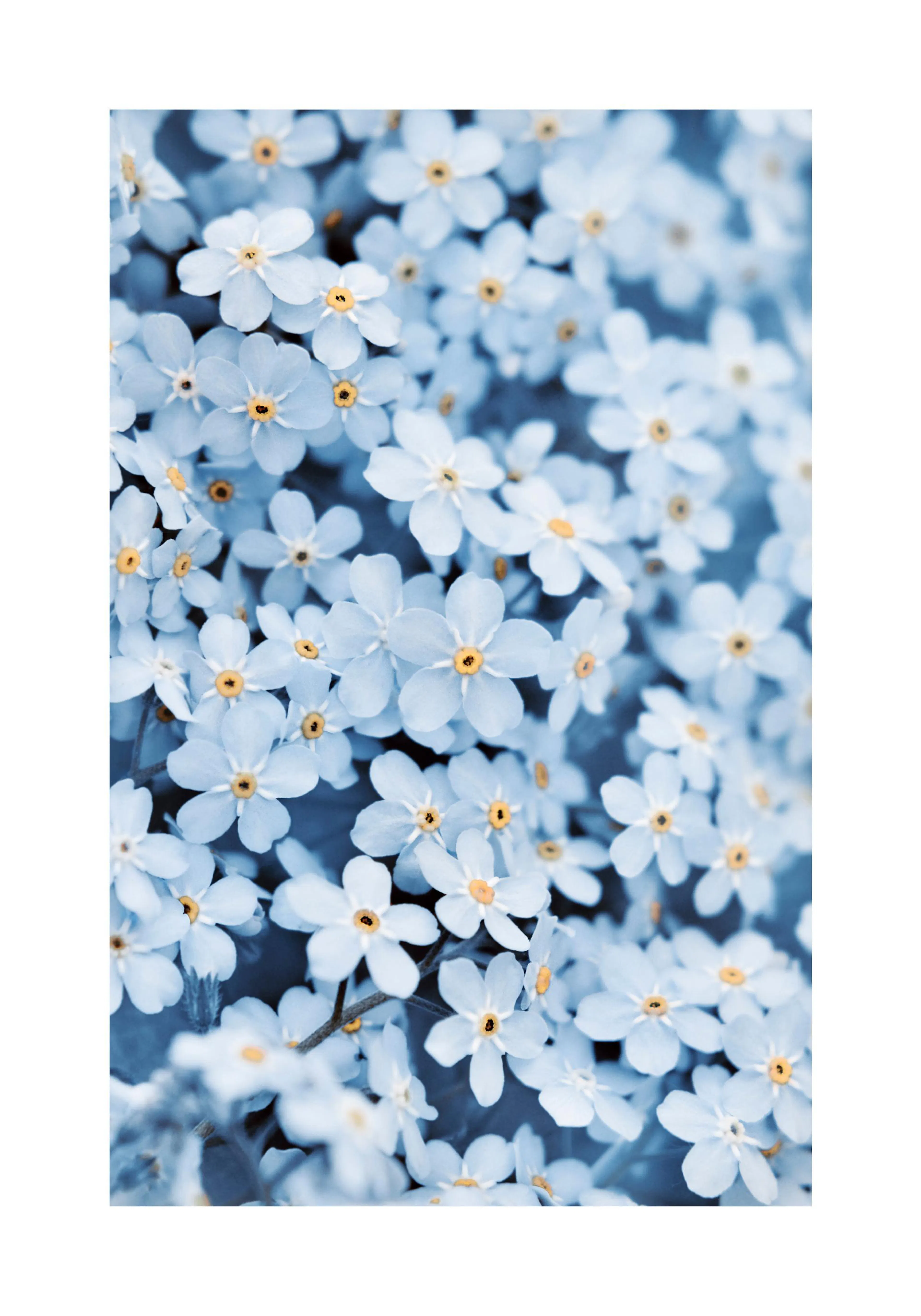A poster featuring a close-up of light blue forget-me-not flowers with yellow centres.