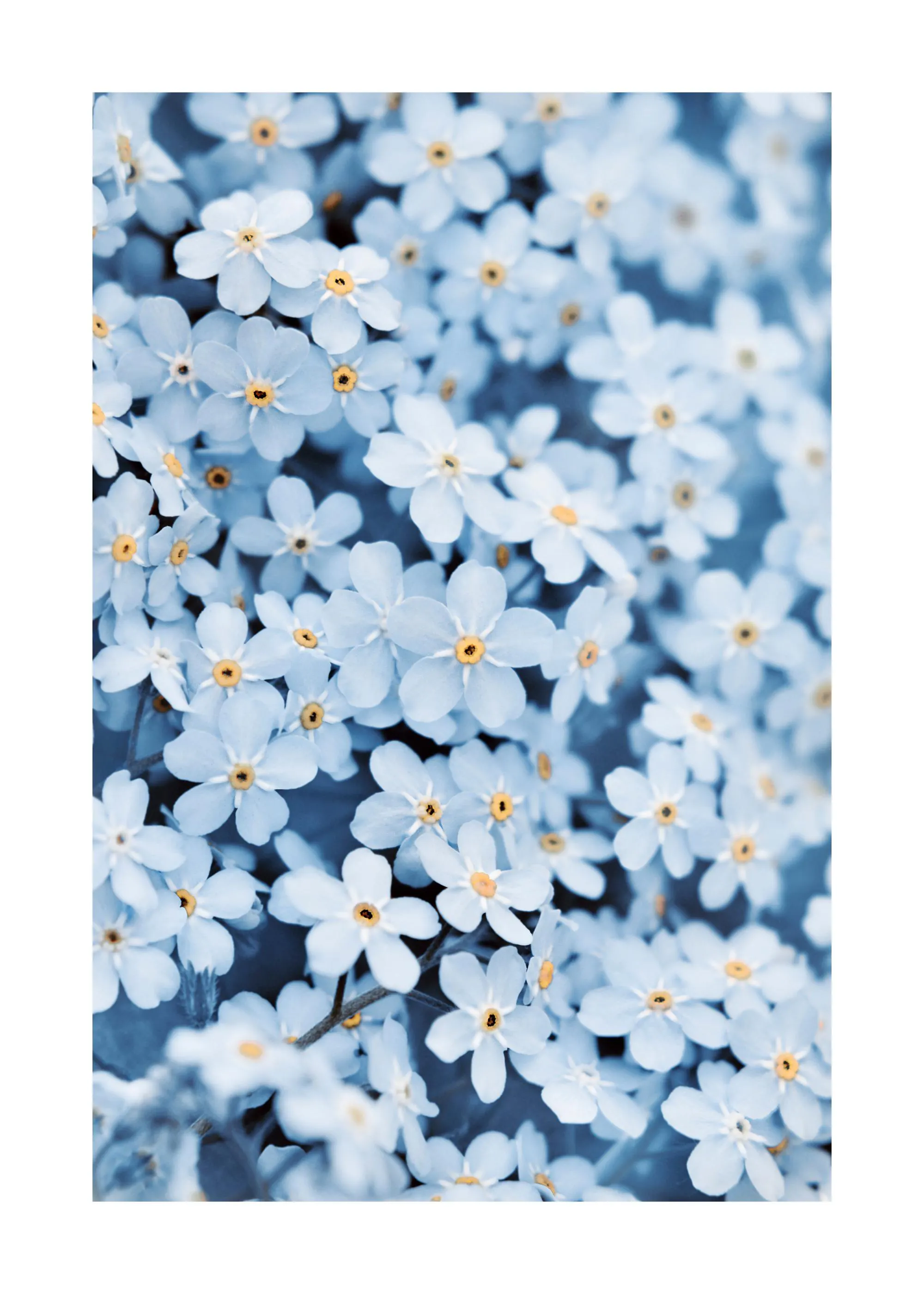 Plakát s detailním záběrem na shluk drobných světle modrých květů pomněnek se žlutými středy.